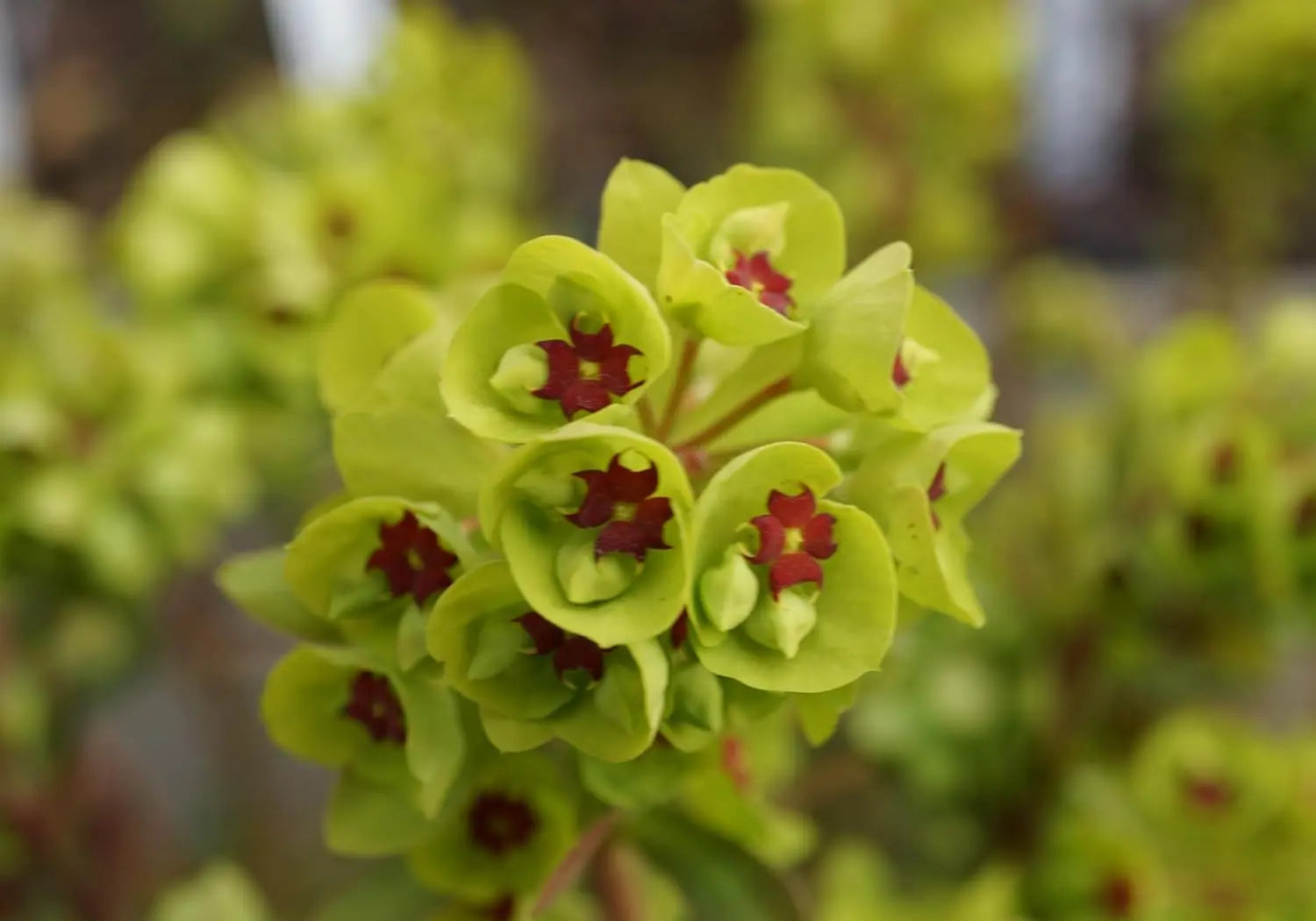 Euphorbia martinii Wolfsmilch Staude, grüne Blätter und kleine Blüten, im Garten bei Stauden Gänge.