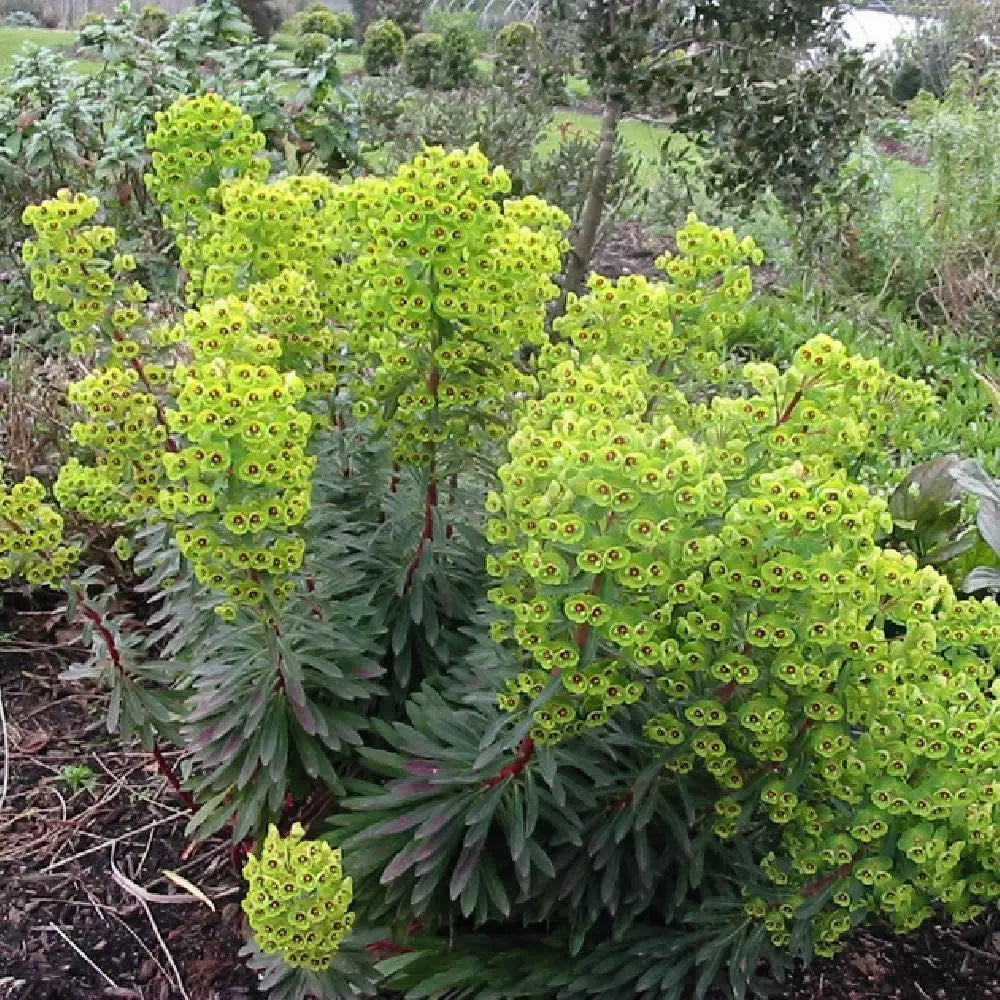Wilde Euphorbia martinii Staude mit grünen, gezackten Blättern und gelben Blüten, wächst in einem Garten.