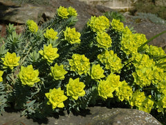 Euphorbia myrsinites, Walzen Wolfsmilch, grüne Staude mit bläulichem Laub, wächst in einem Garten.