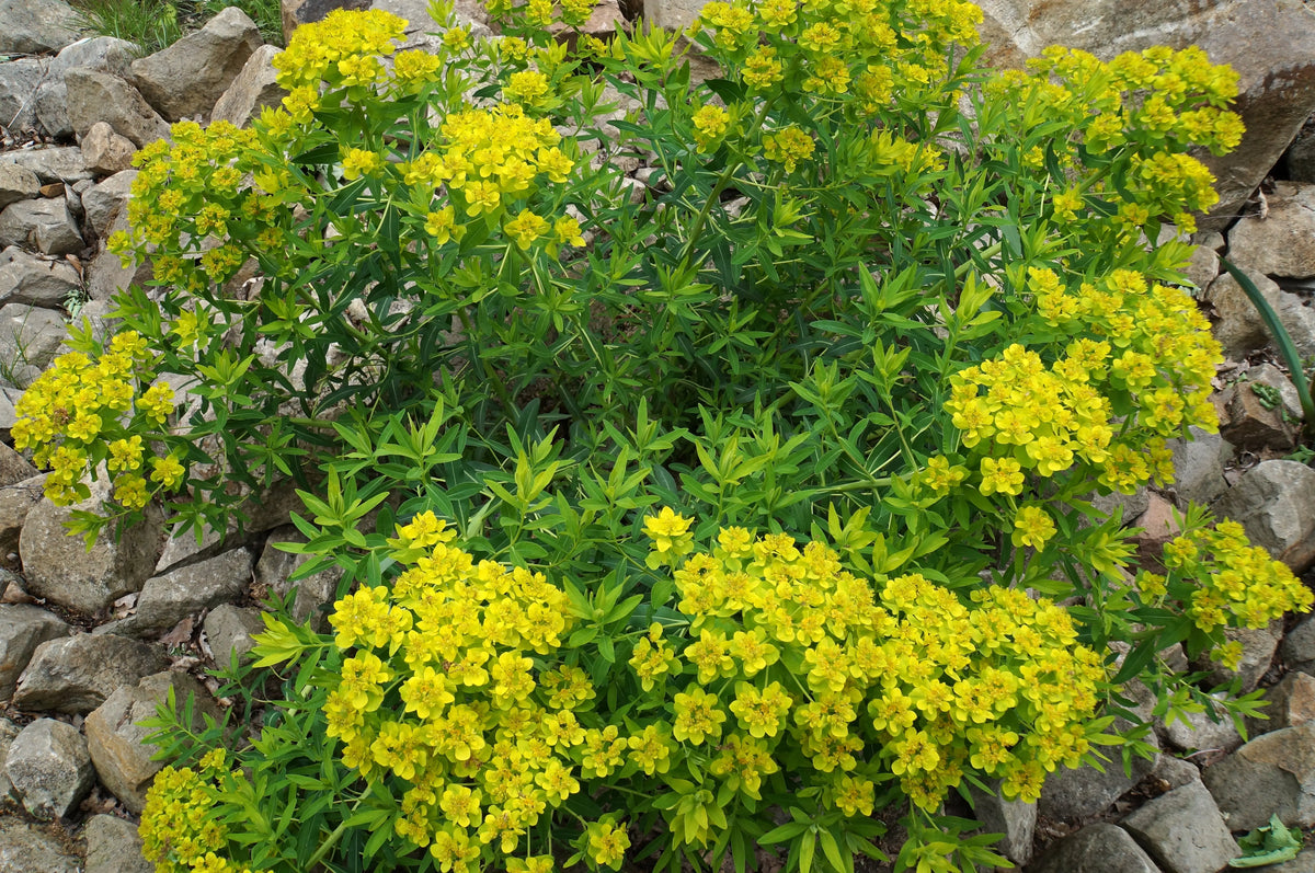 Euphorbia palustris Staude von Stauden Gänge, mit grünen Blättern und aufrechter Wuchs, für feuchte Gärten geeignet