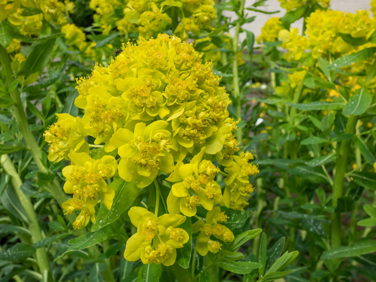 Euphorbia palustris, Sumpf-Wolfsmilch, Stauden Gänge, robuste Staude mit grünen Blättern und aufrechter Wuchs