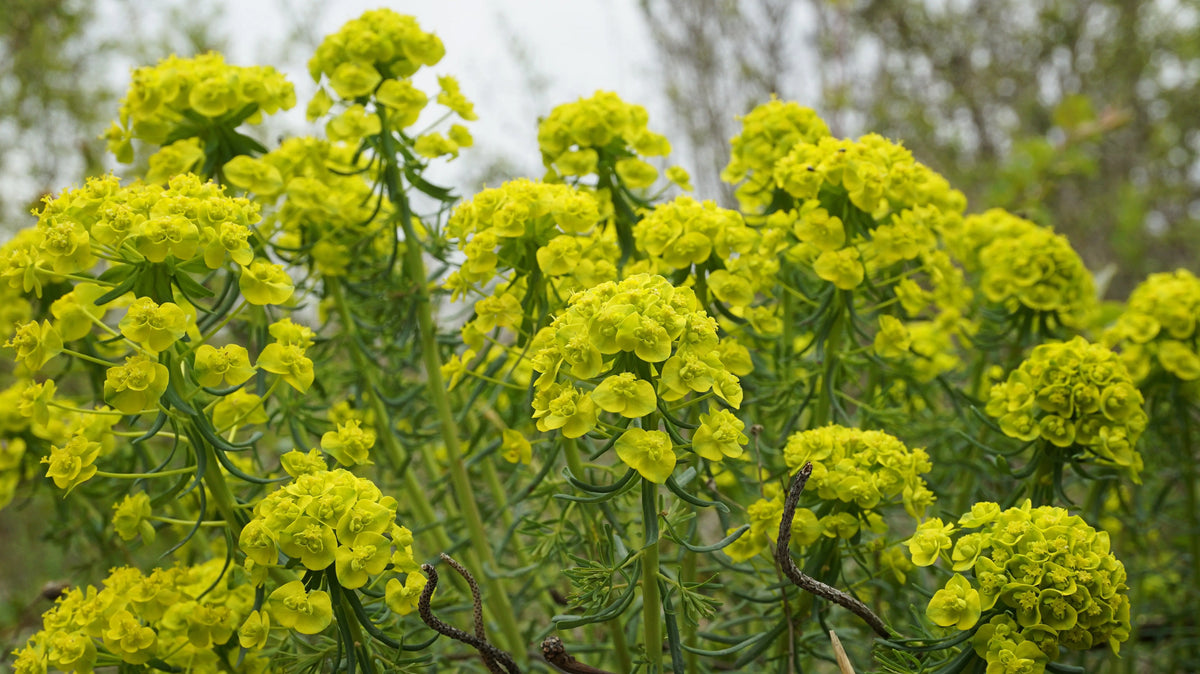 Euphorbia palustris, Sumpf-Wolfsmilch, Staude mit grünen, aufrechten Blättern und blühenden Rispen, im Garten.