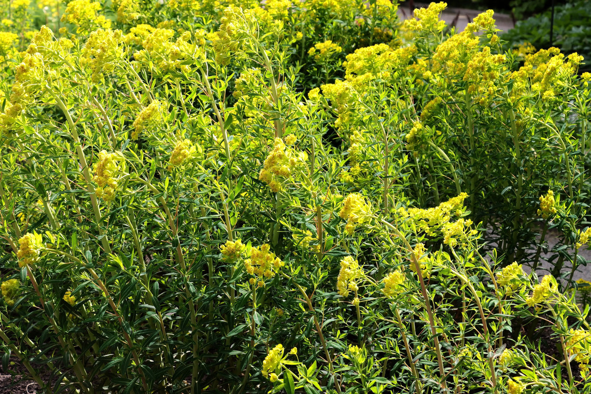 Euphorbia palustris, Sumpf Wolfsmilchh, Staude von Stauden Gänge, grüne Blätter und aufrechte Wuchsform.