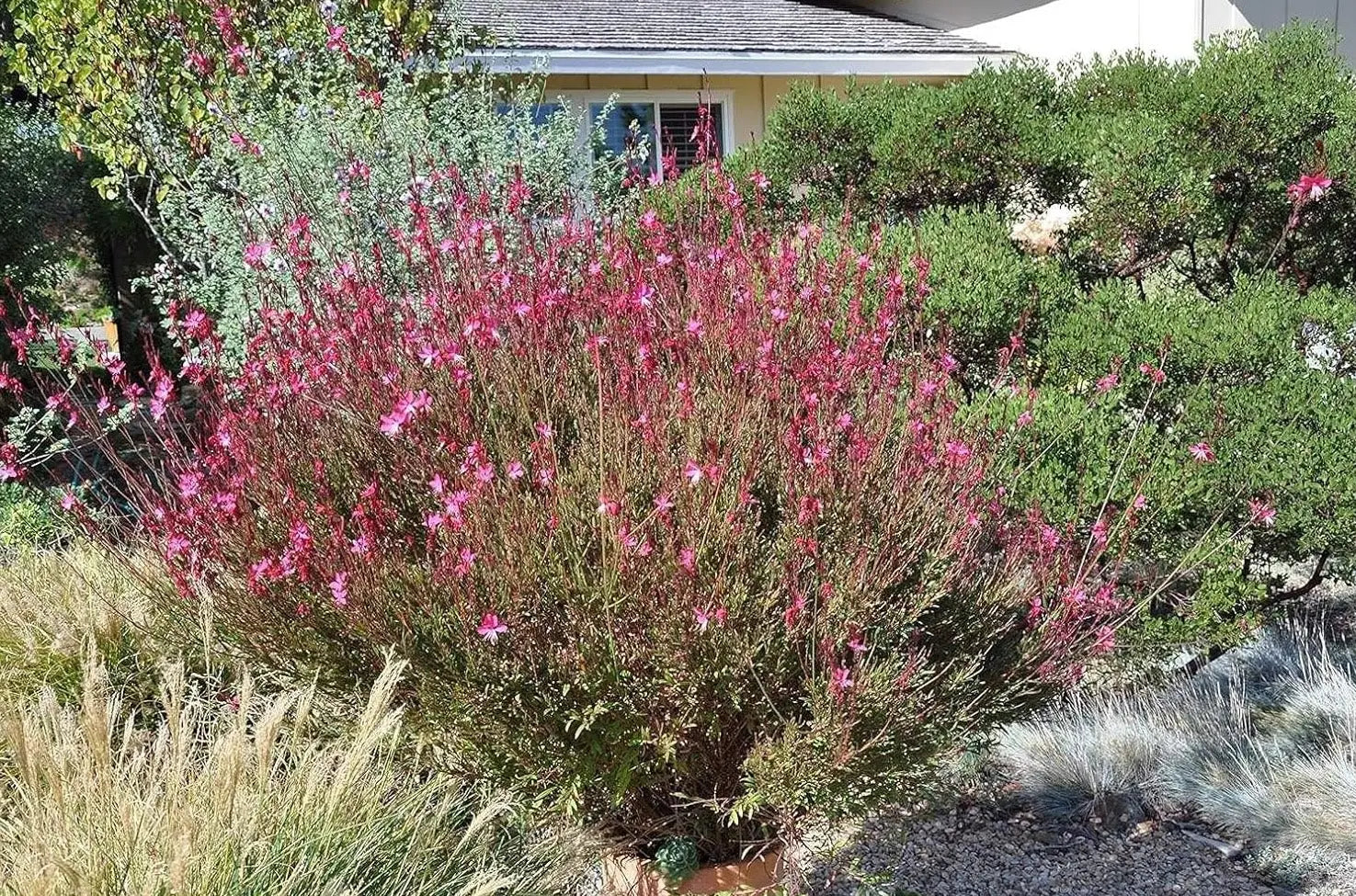 Bunte Rosa Prachtkerze Staude Gaura lindheimeri 'Siskiyou Pink' mit pinken Blüten, im Garten.