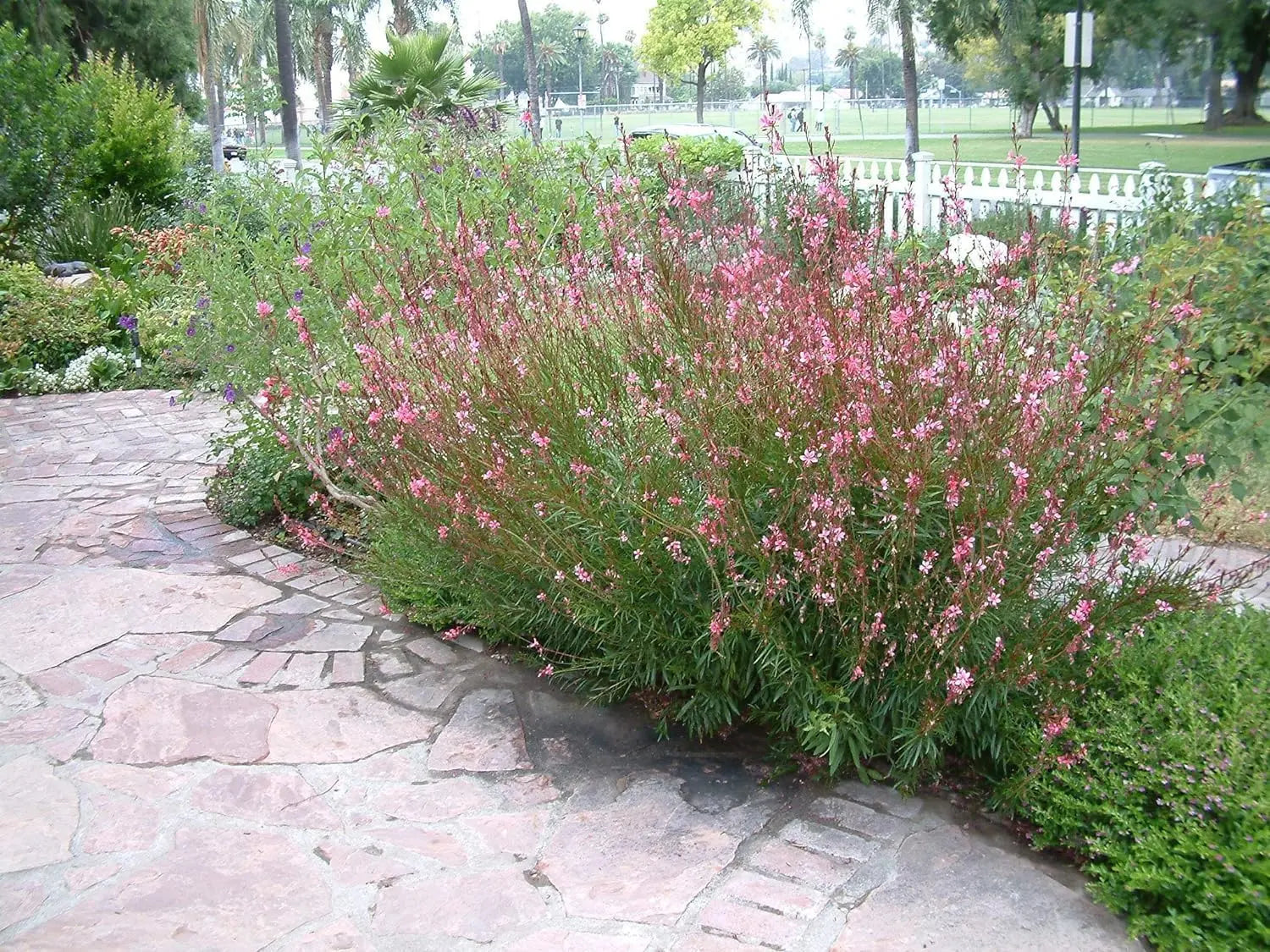Bunte Staude Gaura lindheimeri 'Siskiyou Pink' mit rosa Blüten, Stauden Gänge, Nahaufnahme der Blüten und Blätter