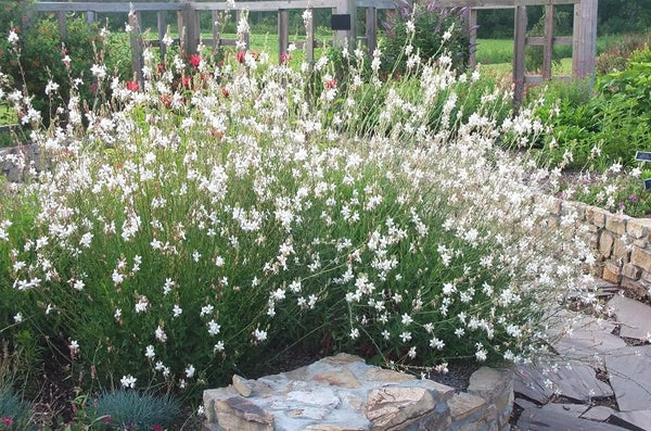 Gaura lindheimeri 'Whirling Butterflies' / Weiße Prachtkerze