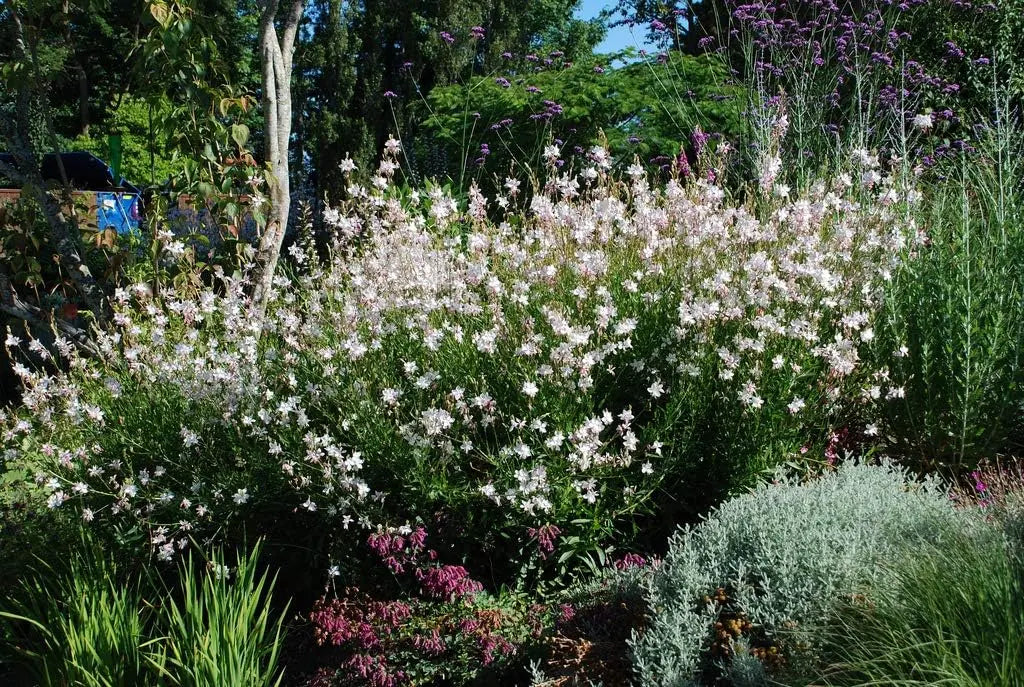 Weiße Staude Gaura lindheimeri 'Whirling Butterflies' von Stauden Gänge, blühende Prachtkerze mit eleganten Blüten.