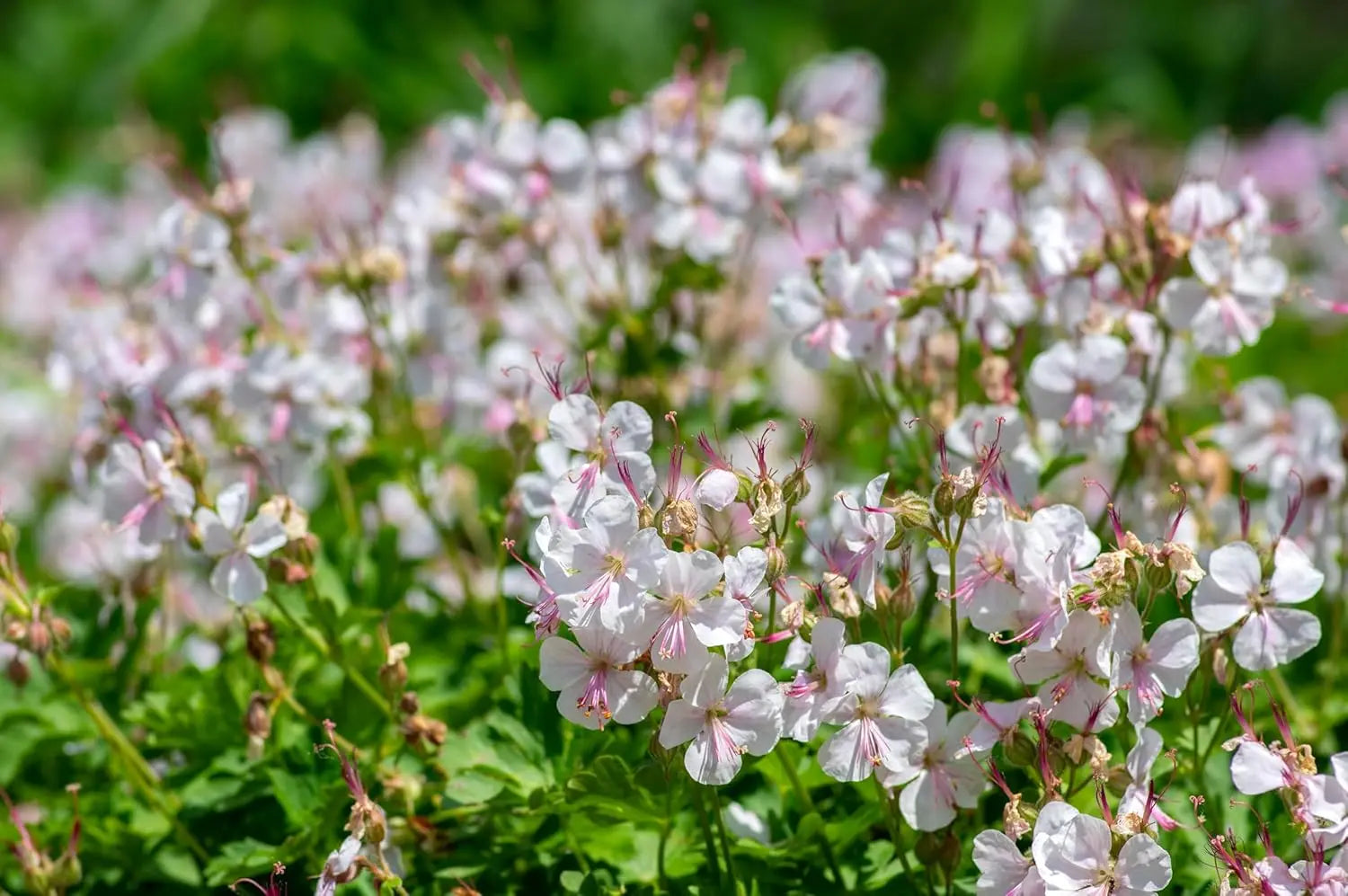 Geranium cantabrigiense 'Biokovo' Staude von Stauden Gänge, grüne Blätter und rosa Blüten im Garten, Nahaufnahme