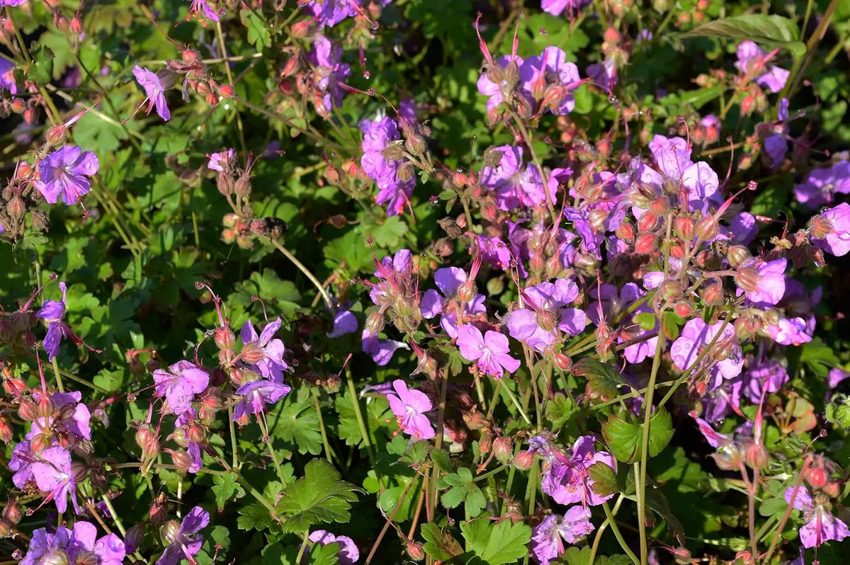 Geranium cantabrigiense 'Cambridge', robuste Staude von Stauden Gänge, mit zarten grünen Blättern und rosa Blüten.