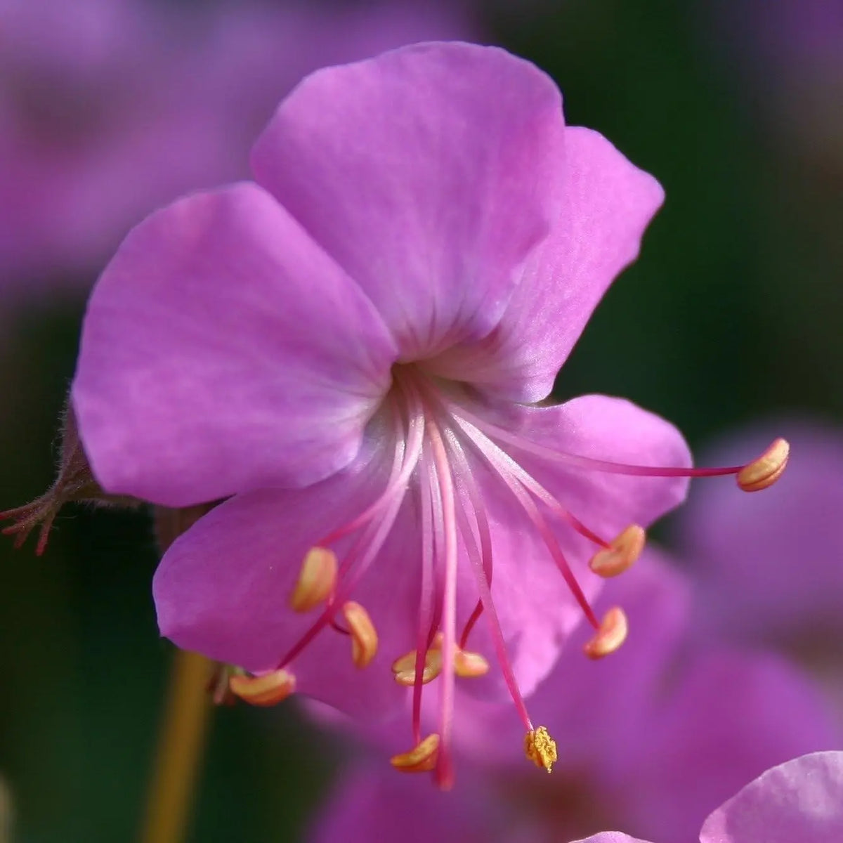 Geranium cantabrigiense 'Cambridge', Staude von Stauden Gänge, grüne Blätter und zarte Blüten, Gartendekoration und Bodendecker