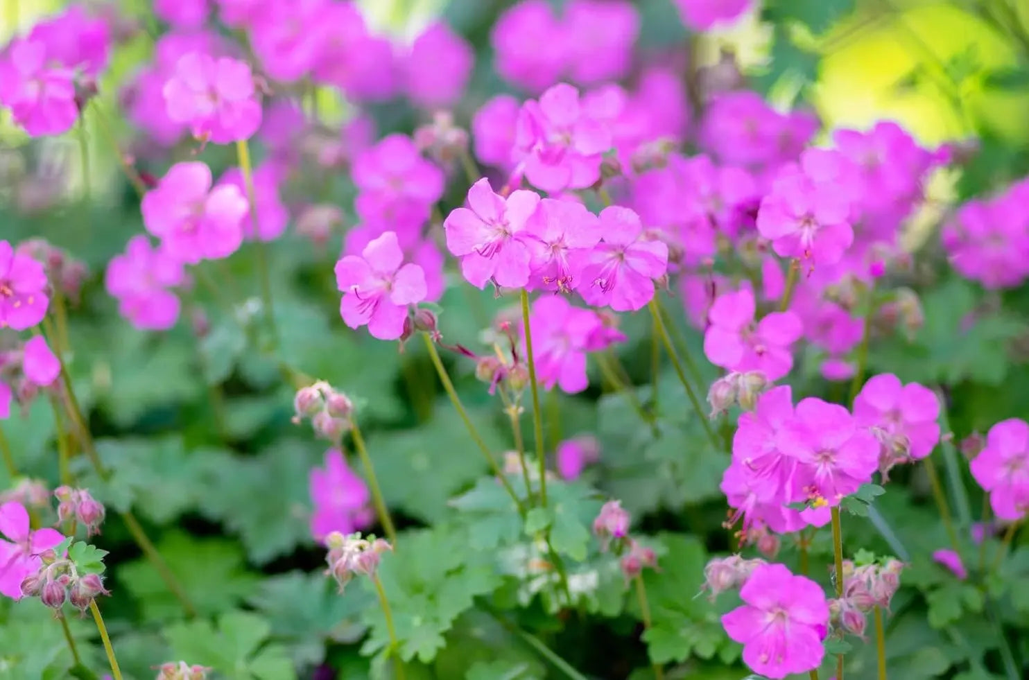 Geranium cantabrigiense 'Karmina' Staude von Stauden Gänge mit grünem Laub und rosa Blüten, ideal für Gartenbeete.