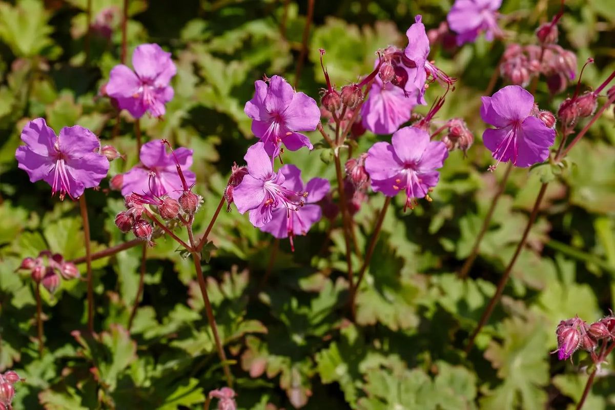 Geranium cantabrigiense 'Karmina' Staude mit grünen Blättern und rosa Blüten, von Stauden Gänge, im Garten.