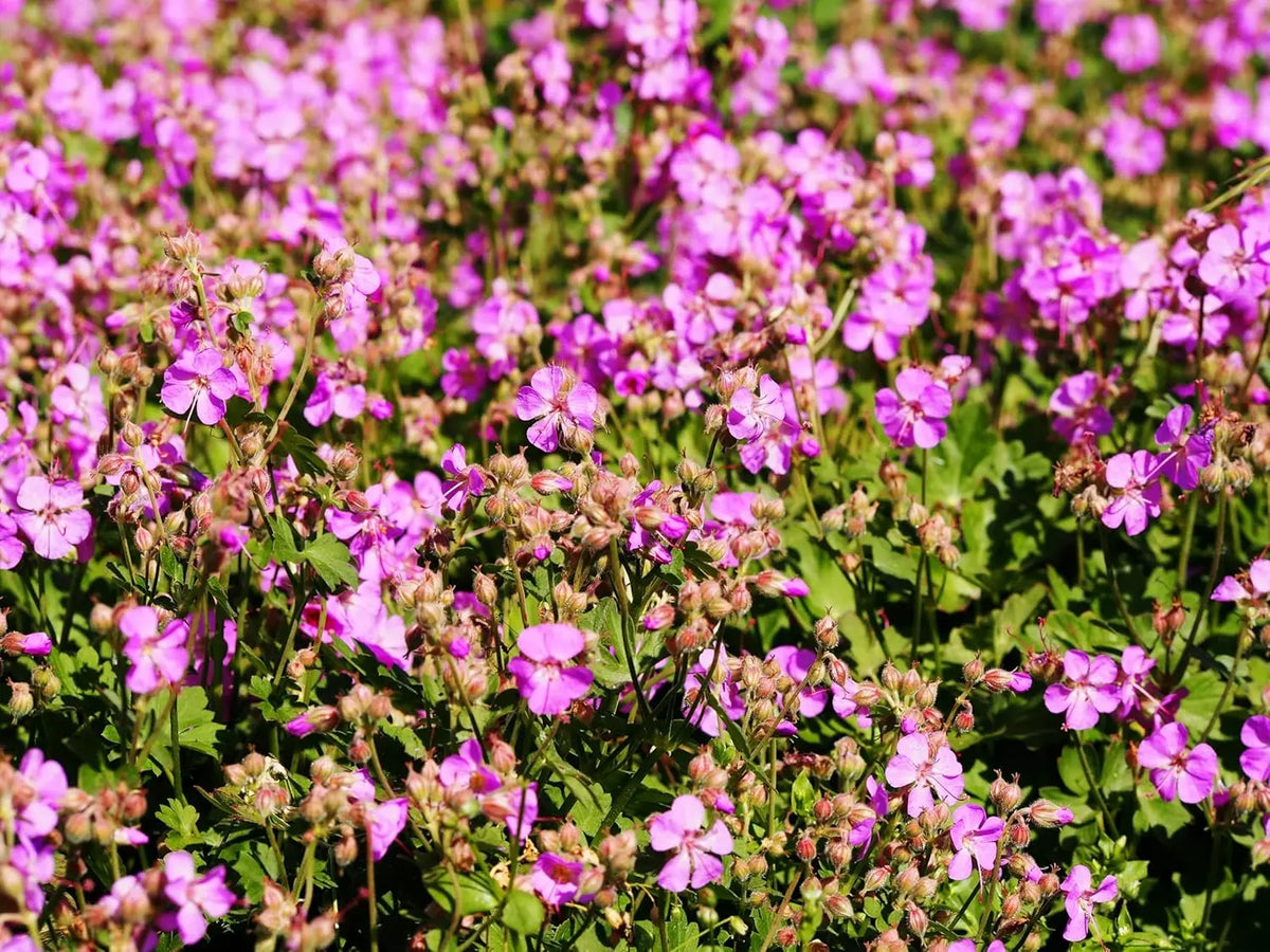 Geranium cantabrigiense 'Karmina' Staude von Stauden Gänge mit grünen Blättern und rosa Blüten, Gartendeko im Frühling