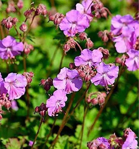 Geranium cantabrigiense 'Karmina' Staude von Stauden Gänge mit rosa Blüten und grünem Laub, wächst als Bodendecker im Garten.