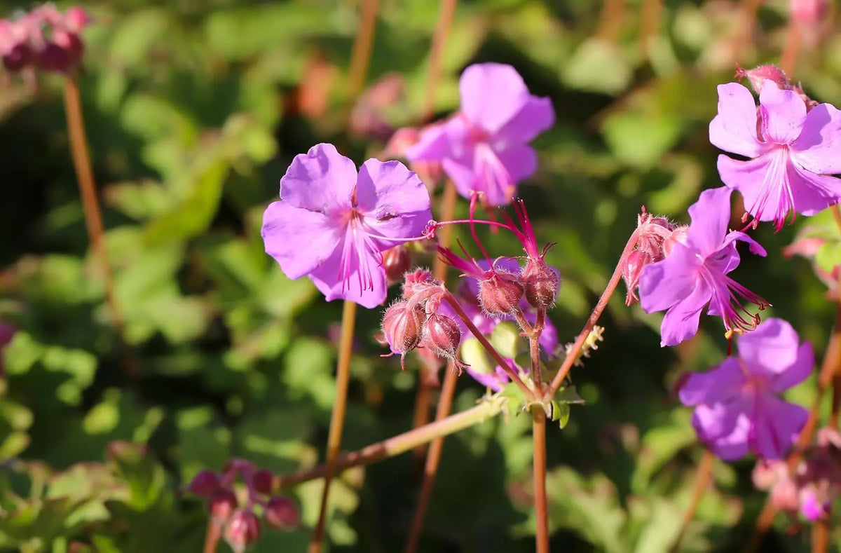 Geranium cantabrigiense 'Karmina' Staude von Stauden Gänge mit grünen Blättern und rosa Blüten, im Garten wachsend