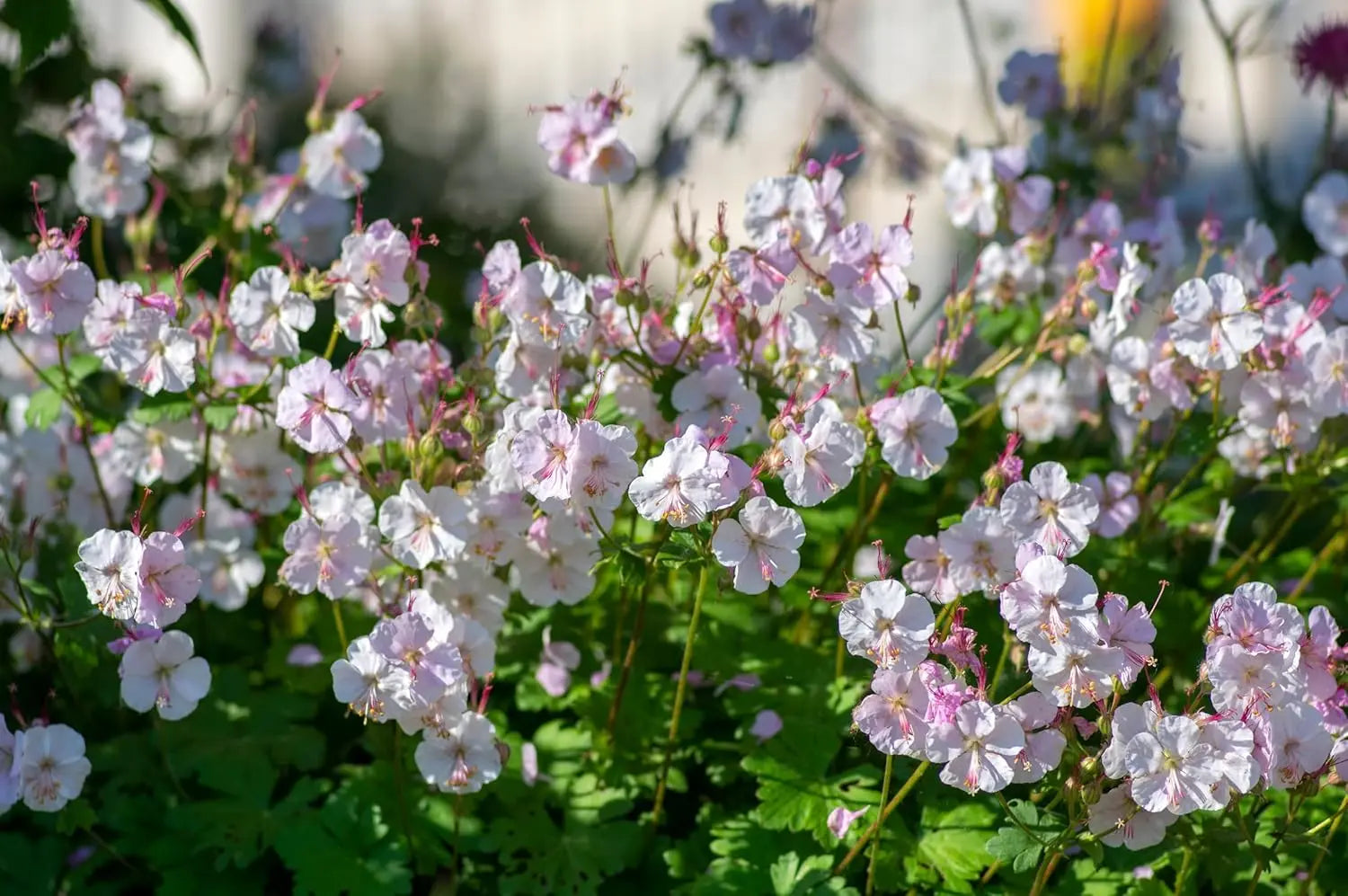 Mehrjährige Geranium cantabrigiense 'Saint Ola' von Stauden Gänge, blühende Staude mit zarten rosa Blüten und grünen Blättern.