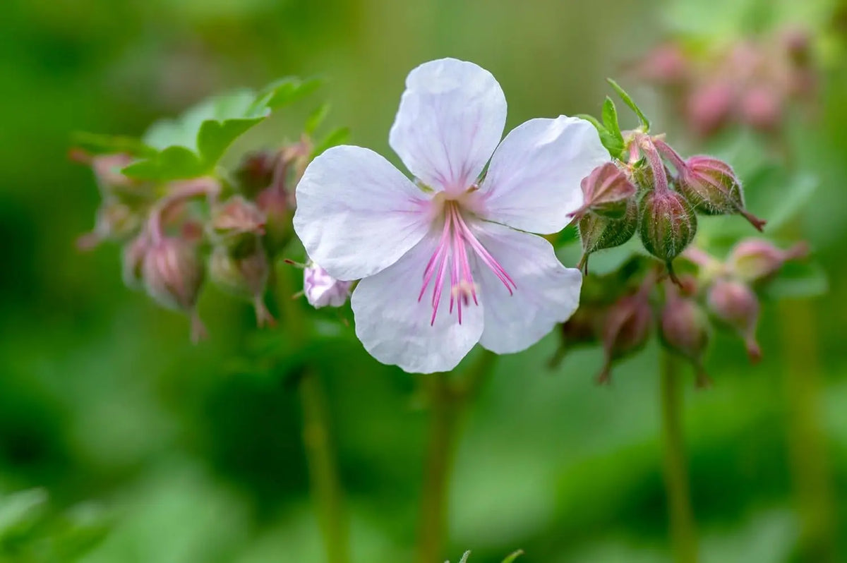 Geranium cantabrigiense 'Saint Ola' Staude von Stauden Gänge mit grünen Blättern und rosa Blüten, wächst im Garten.