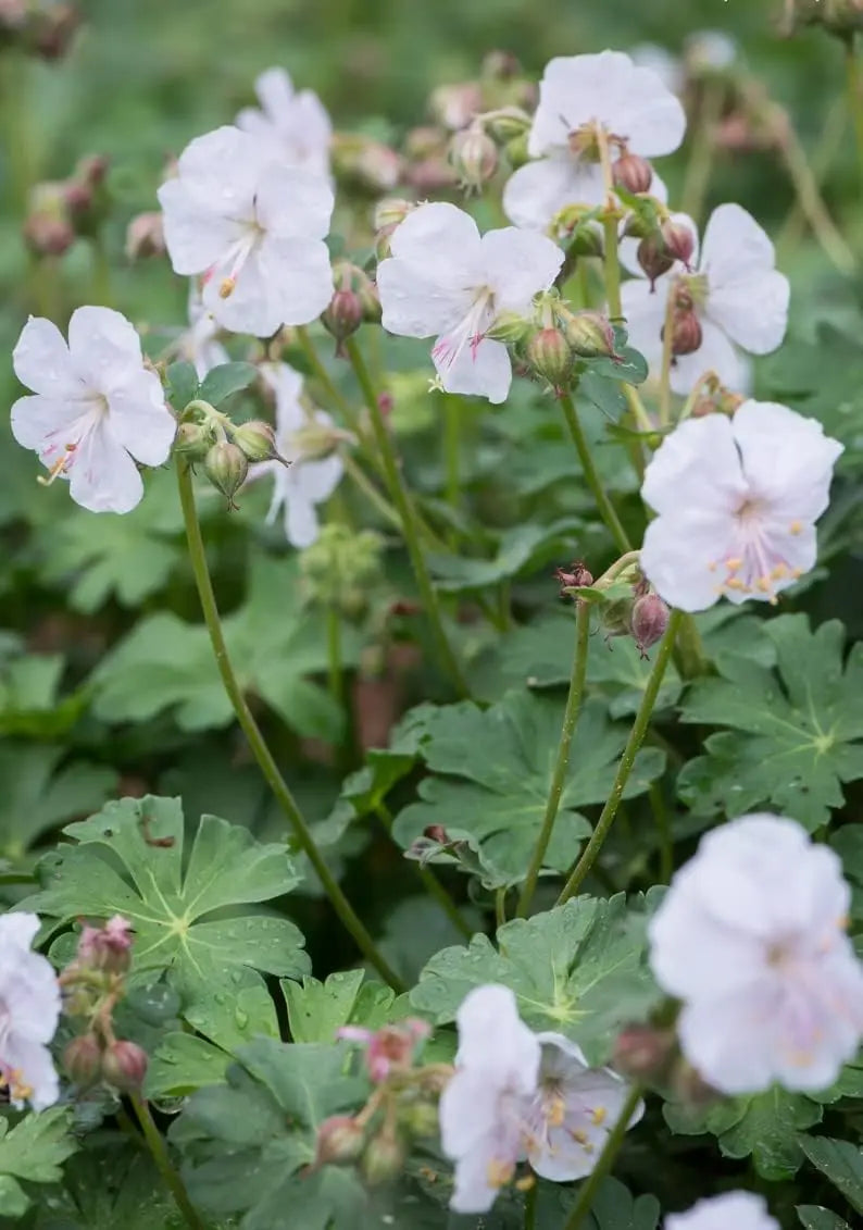 Geranium cantabrigiense 'Saint Ola' Staude von Stauden Gänge, blühende Pflanze mit grünen Blättern und zarten Blüten.