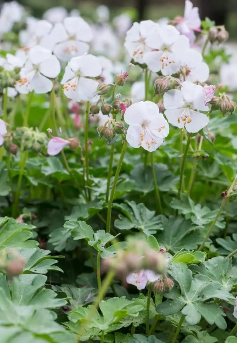 Geranium cantabrigiense 'Saint Ola' Staude von Stauden Gänge mit grünen Blättern und rosa Blüten, ideal für Staudenbeete.