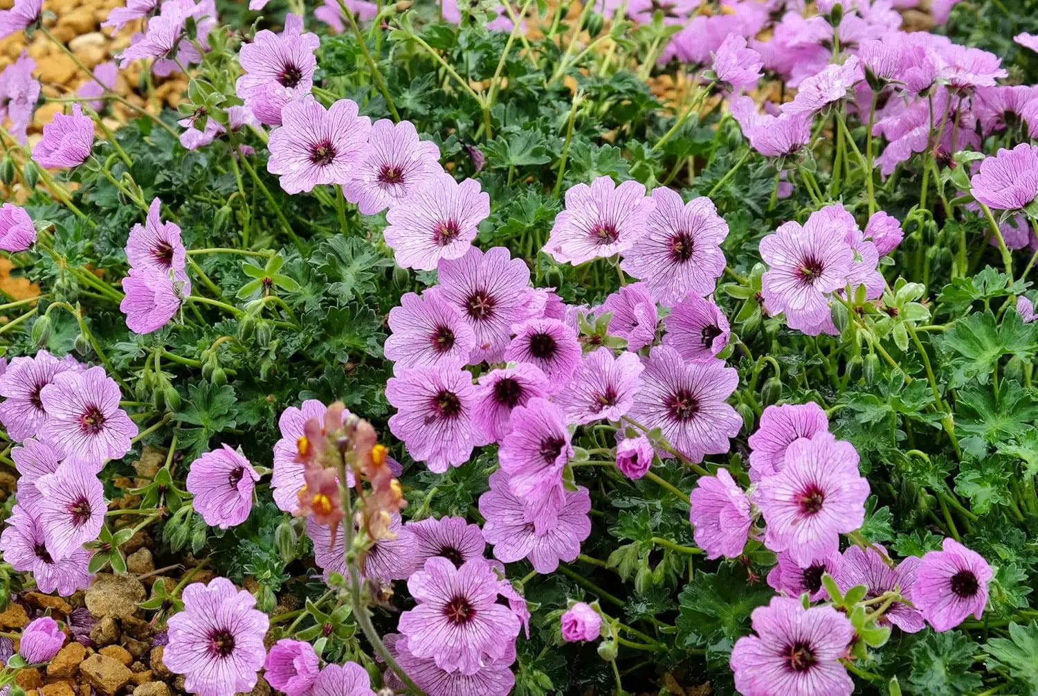 Aschgrauer Storchschnabel Geranium cinereum 'Ballerina' Staude mit silbrigen Blättern und zarten Blüten, im Garten.