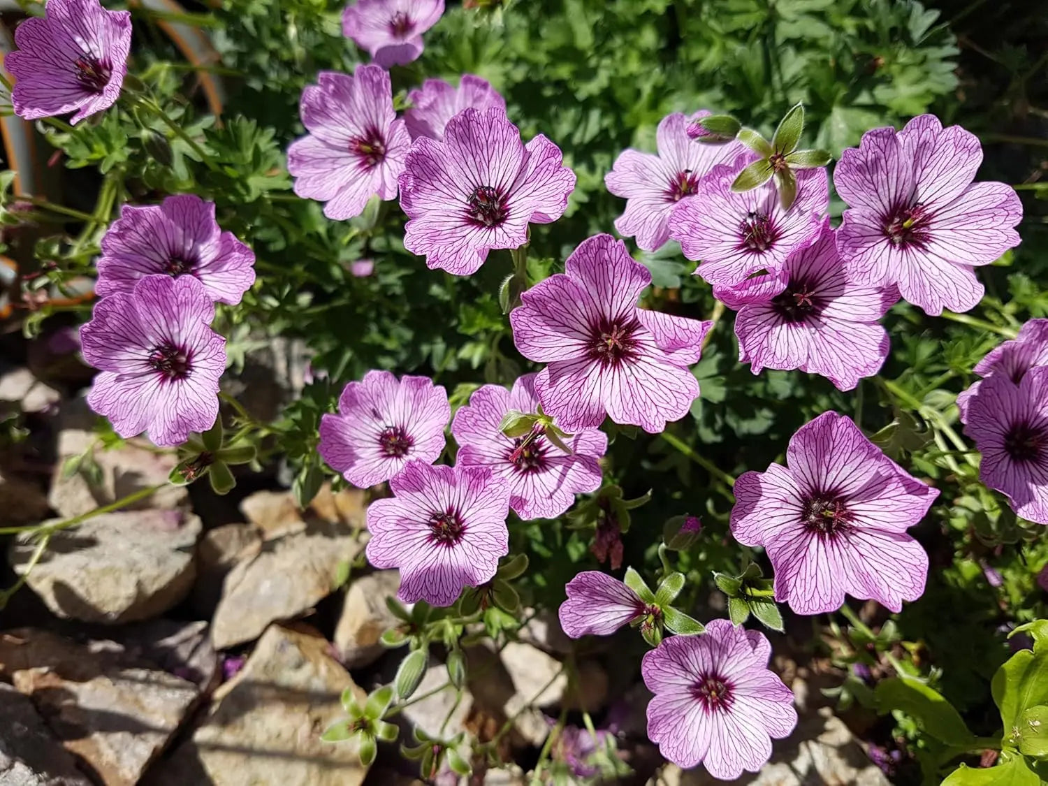 Aschgrauer Storchschnabel 'Ballerina' von Stauden Gänge, blühende Staude mit silbergrauen Blättern und zarten rosa Blüten.
