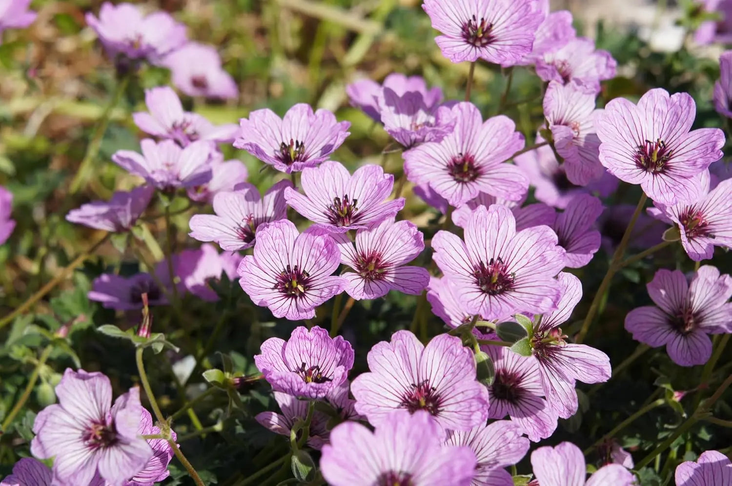 Aschgrauer Storchschnabel 'Ballerina' - Staude mit silbernen Blättern und zarten rosa Blüten, von Stauden Gänge
