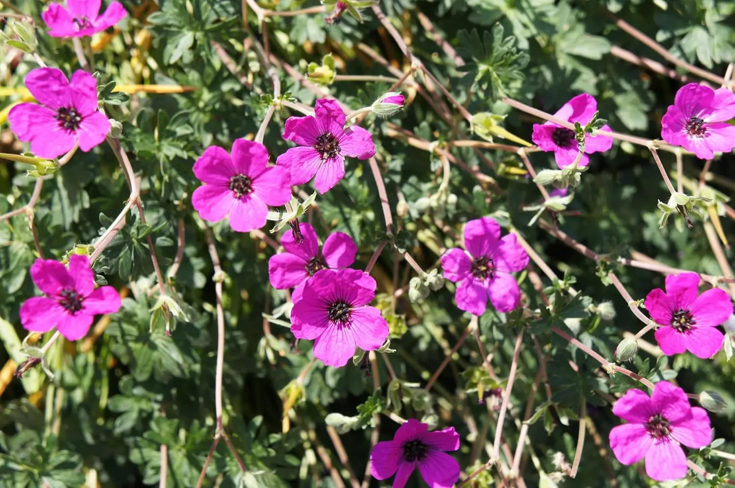 Aschgrauer Storchschnabel Geranium cinereum 'Signal', Staude mit silbrig-grünen Blättern und zarten Blüten, Stauden Gänge