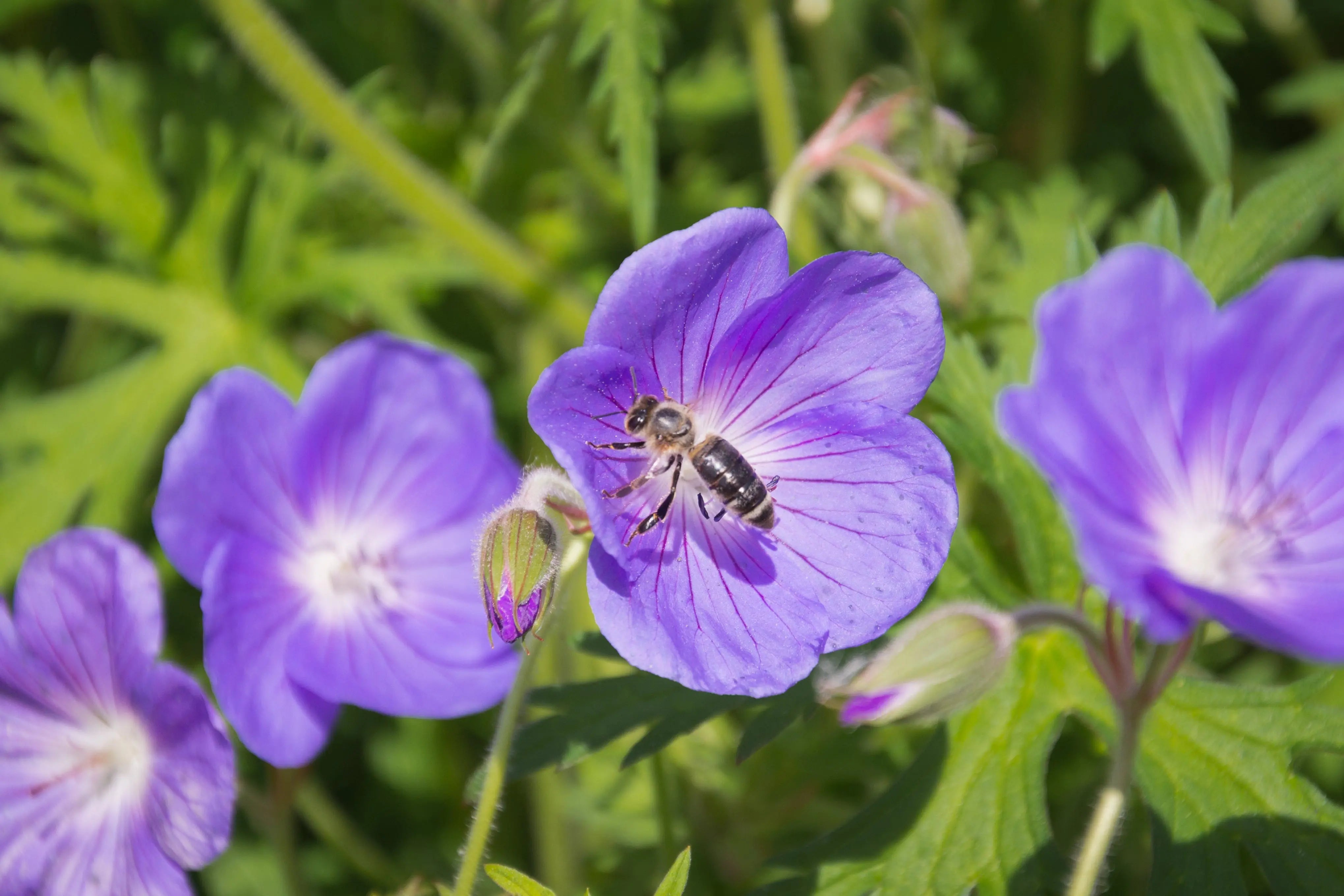 Geranium clarkei 'Kashmir Purple' Staude mit lila Blüten, wächst auf einem Gartenboden, von Stauden Gänge.