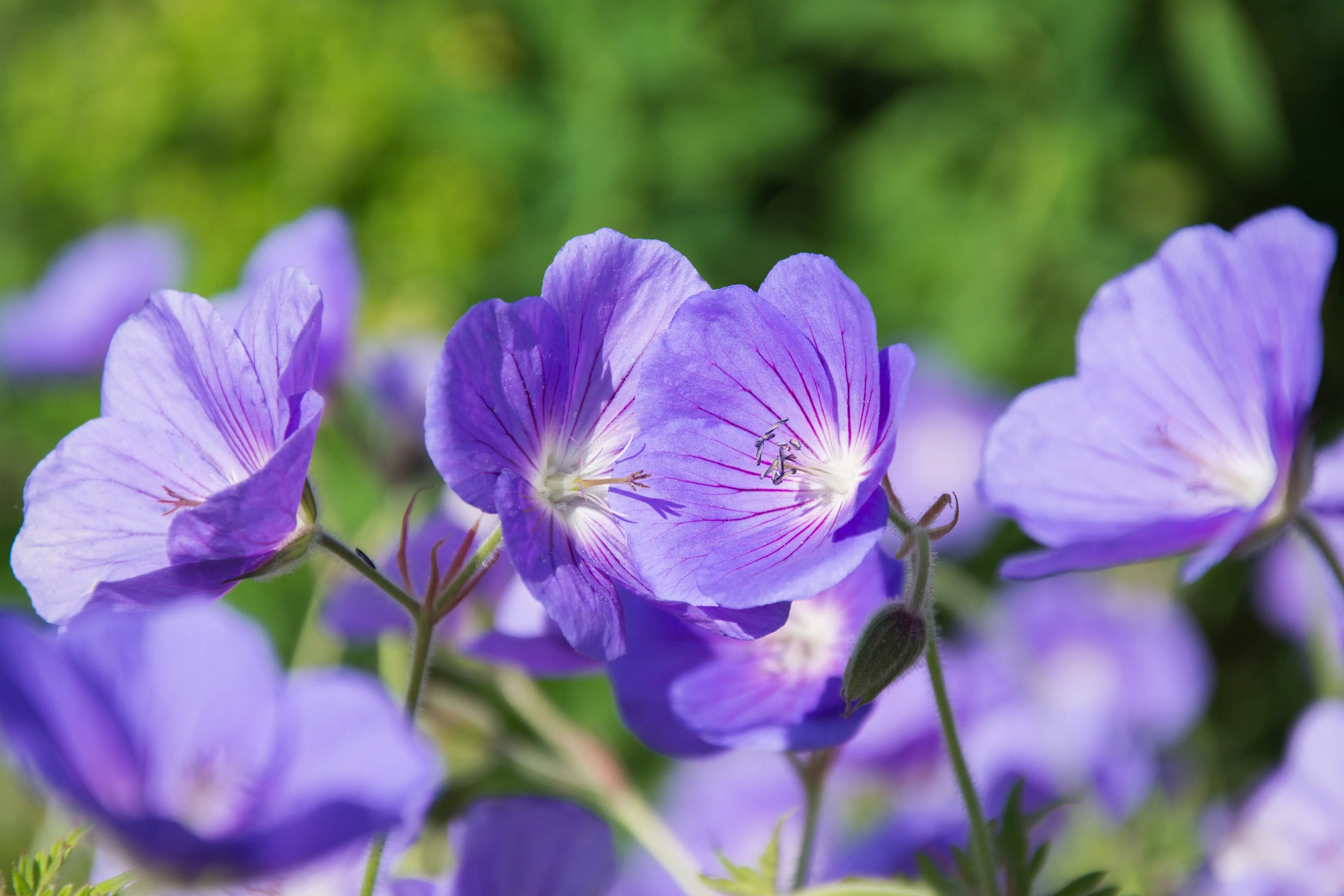 Bodenansicht einer Staude Geranium clarkei 'Kashmir Purple' von Stauden Gänge, mit blauen Blüten und grünen Blättern.