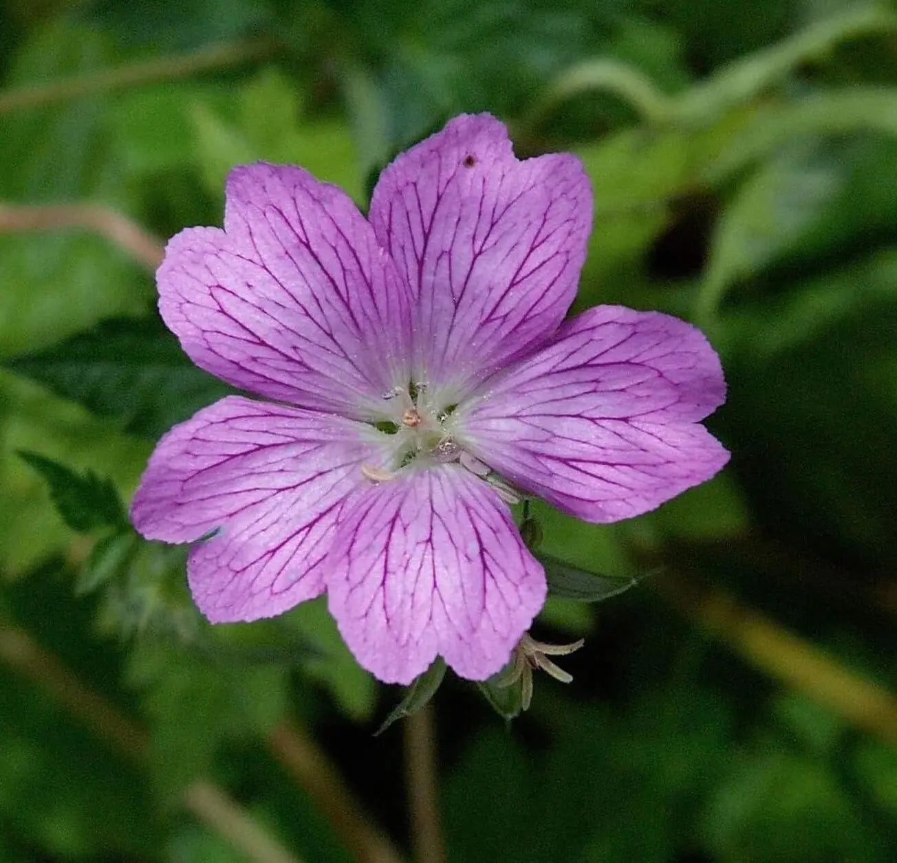 Bilder der Staude Geranium endressii / Pyrenäen-Storchschnabel von Stauden Gänge, mit grünen Blättern und rosa Blüten in natürlicher Umgebung