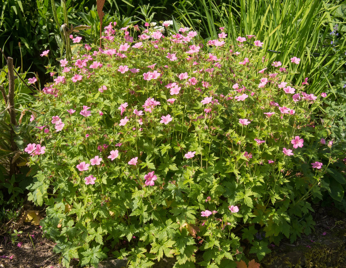 Geranium endressii 'Wargrave Pink' Staude vom Pyrenäen-Storchschnabel, blühende Staude von Stauden Gänge, pinke Blüten.