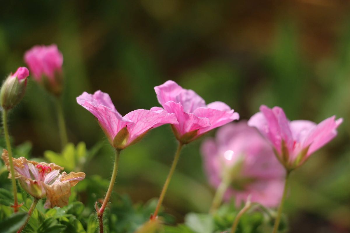 Geranium endressii 'Wargrave Pink' Staude vom Pyrenäen-Storchschnabel, rosa Blüten, grüne Blätter, Stauden Gänge