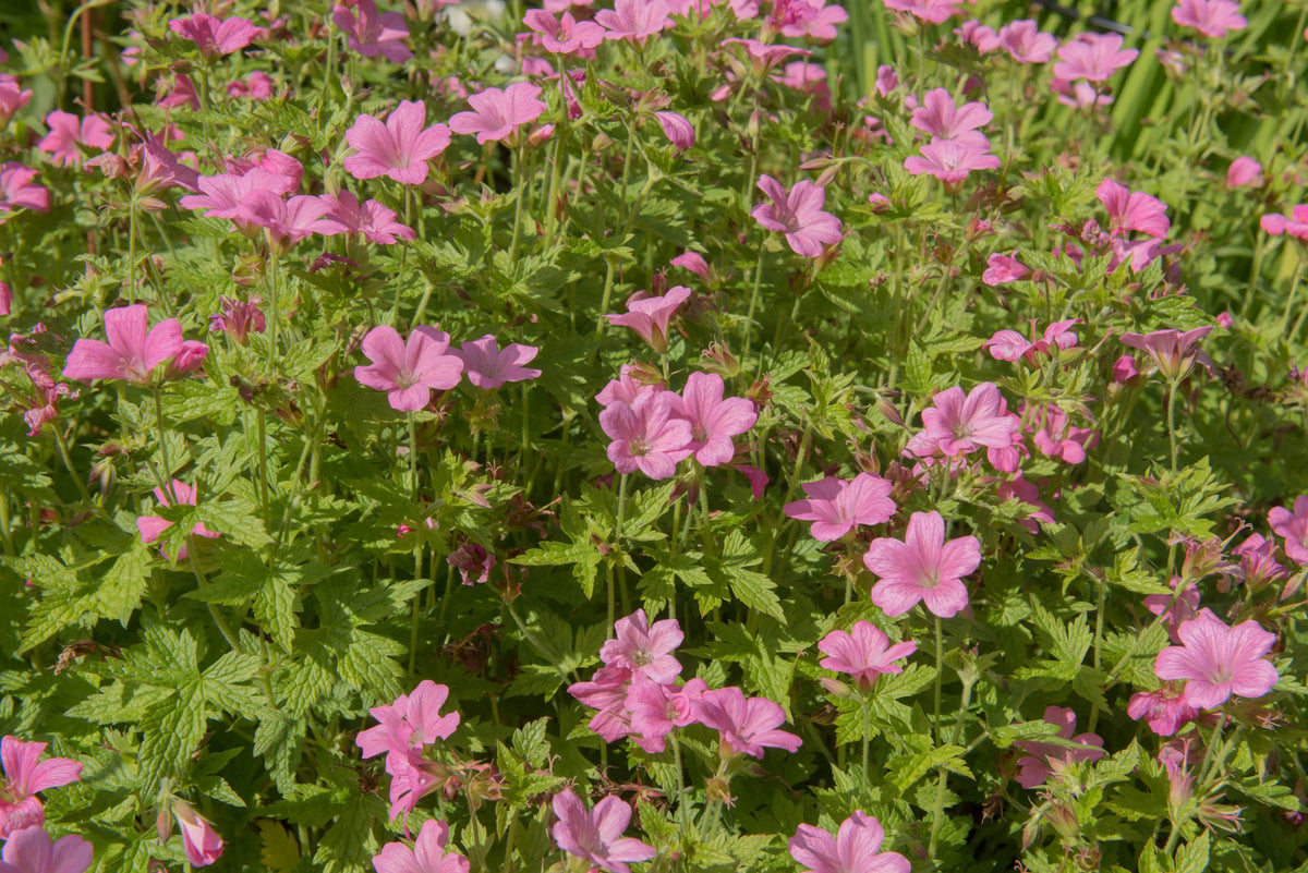 Geranium endressii 'Wargrave Pink', Pyrenäen-Storchschnabel, Staude mit rosa Blüten, Stauden Gänge, Gartenpflanze