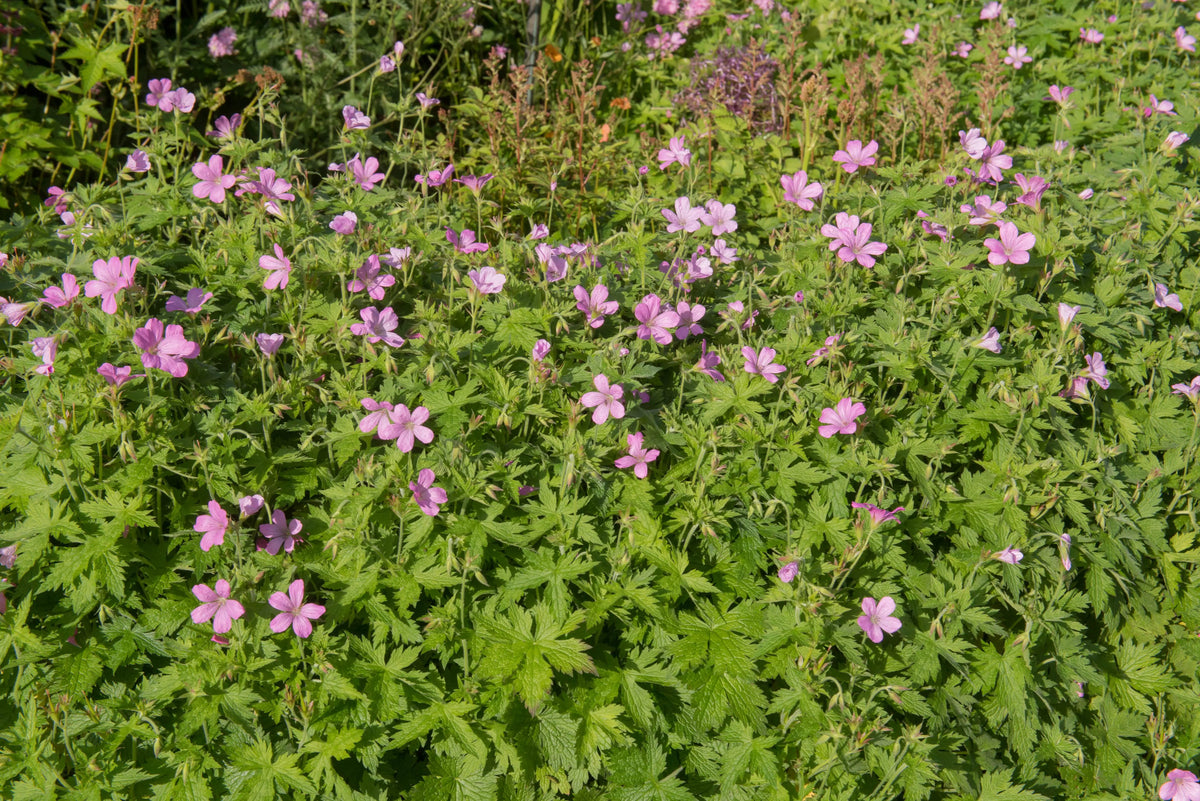 Staude Geranium endressii 'Wargrave Pink' vom Markenhersteller Stauden Gänge, rosa Blüten, kräftiges Laub, ideal für Staudenbeete