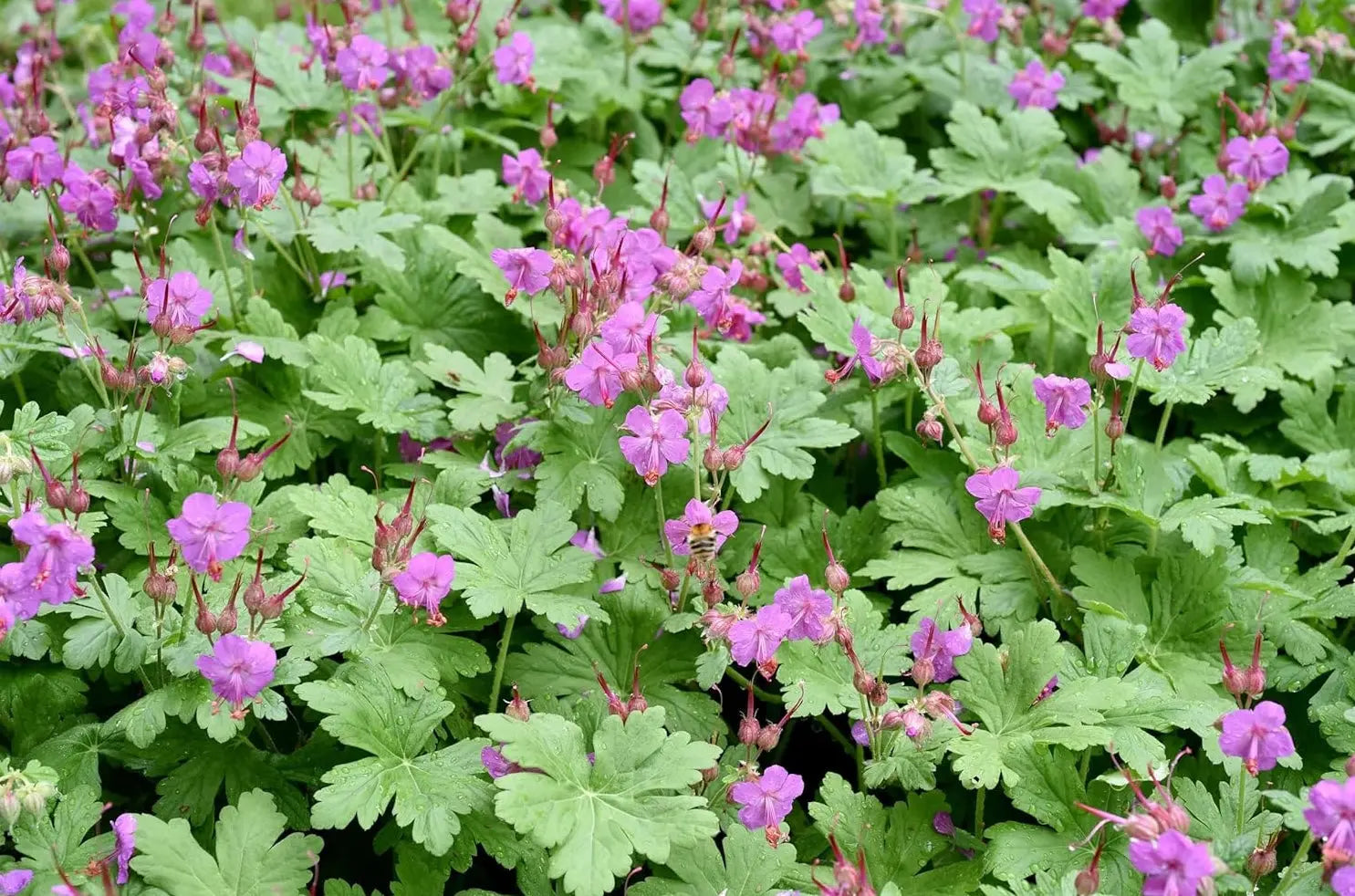 Geranium macrorrhizum 'Bevan's Variety' Balkan Storchschnabel Staude, grüne Blätter und Blüten, Stauden Gänge