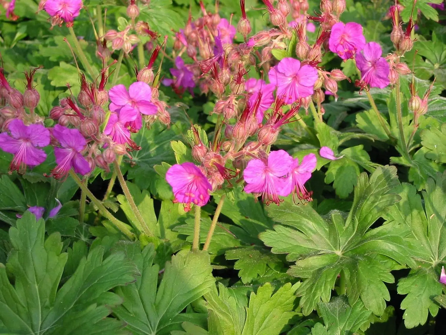 Balkan Storchschnabel Geranium macrorrhizum 'Bevan's Variety' Staude, grüne Blätter und blühende rosa Blumen, im Garten.