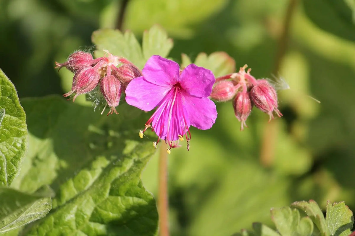 Geranium macrorrhizum 'Bevan's Variety' Balkan Storchschnabel Staude, grüne Blätter und kleine Blüten, Stauden Gänge