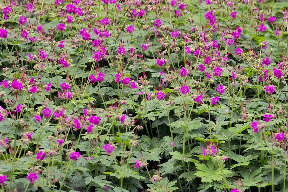 Balkan Storchschnabel Geranium macrorrhizum 'Bevan's Variety', Staude mit grünen Blättern und rosa Blüten, Stauden Gänge