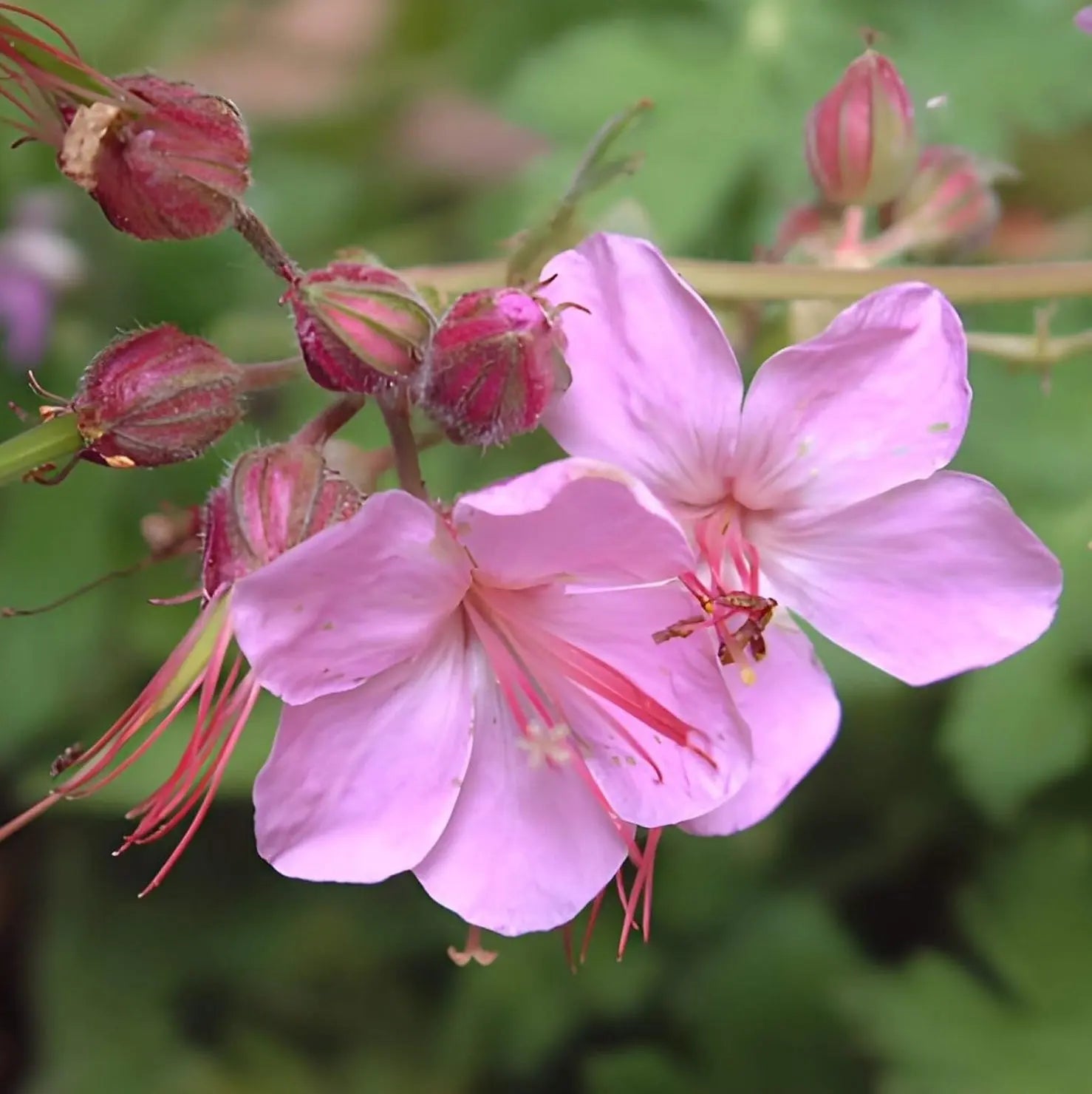 Balkan Storchschnabel Geranium macrorrhizum ‚Ingwersen's Variety‘ Staude, grüne Blätter und blühende rosa-rote Blüten, im Garten.