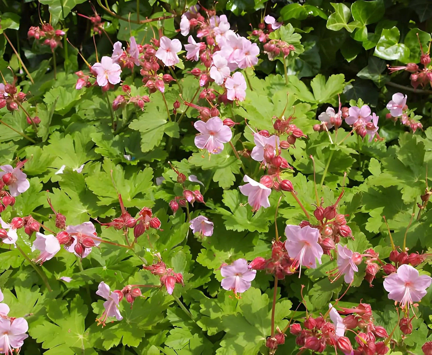 Balkan Storchschnabel Geranium macrorrhizum ‚Ingwersen's Variety‘ Staude, grüne Blätter und kleine rosa Blüten, Stauden Gänge