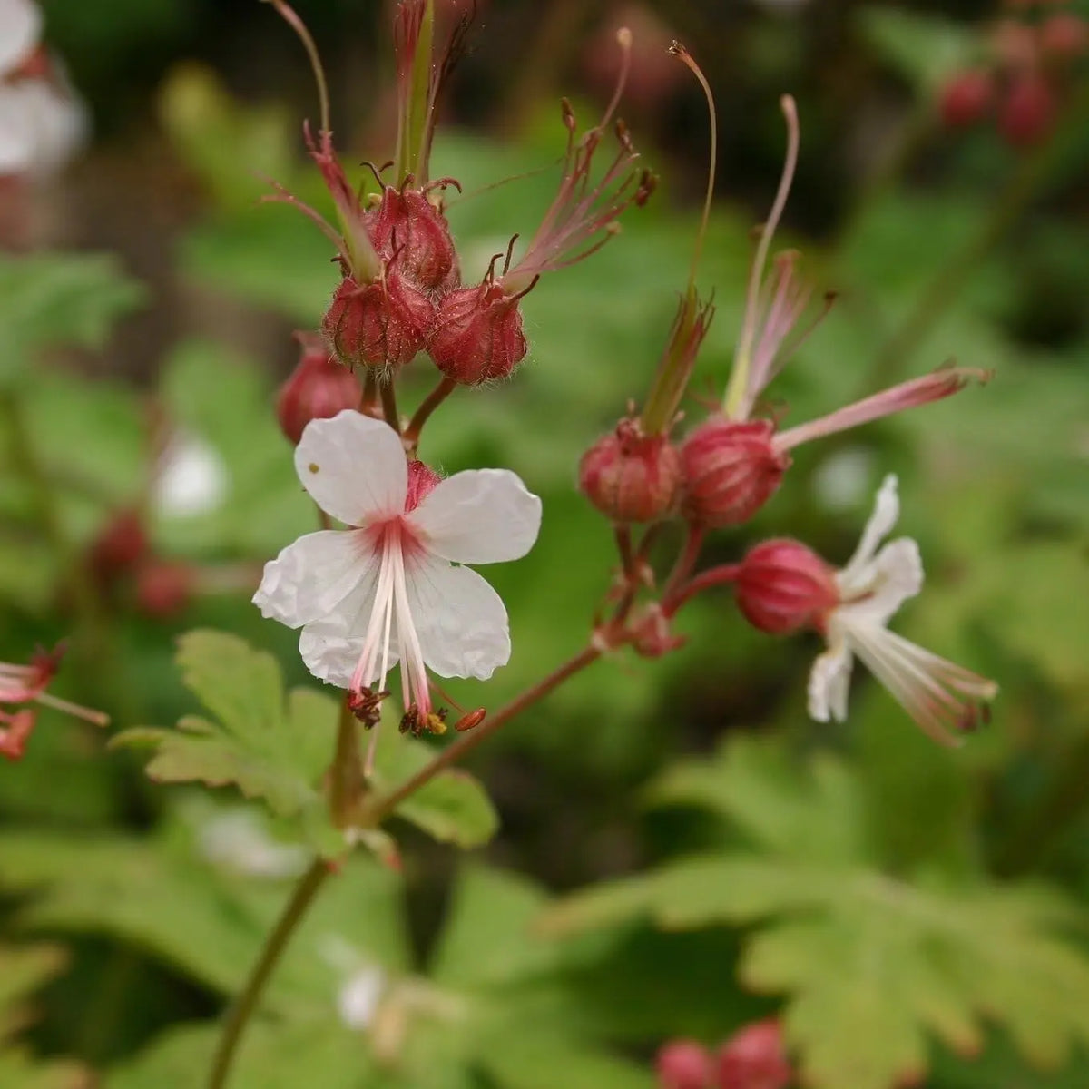 Geranium macrorrhizum 'Spessart', Balkan Storchenschnabel, Staude von Stauden Gänge mit grünen Blättern und rosa Blüten.