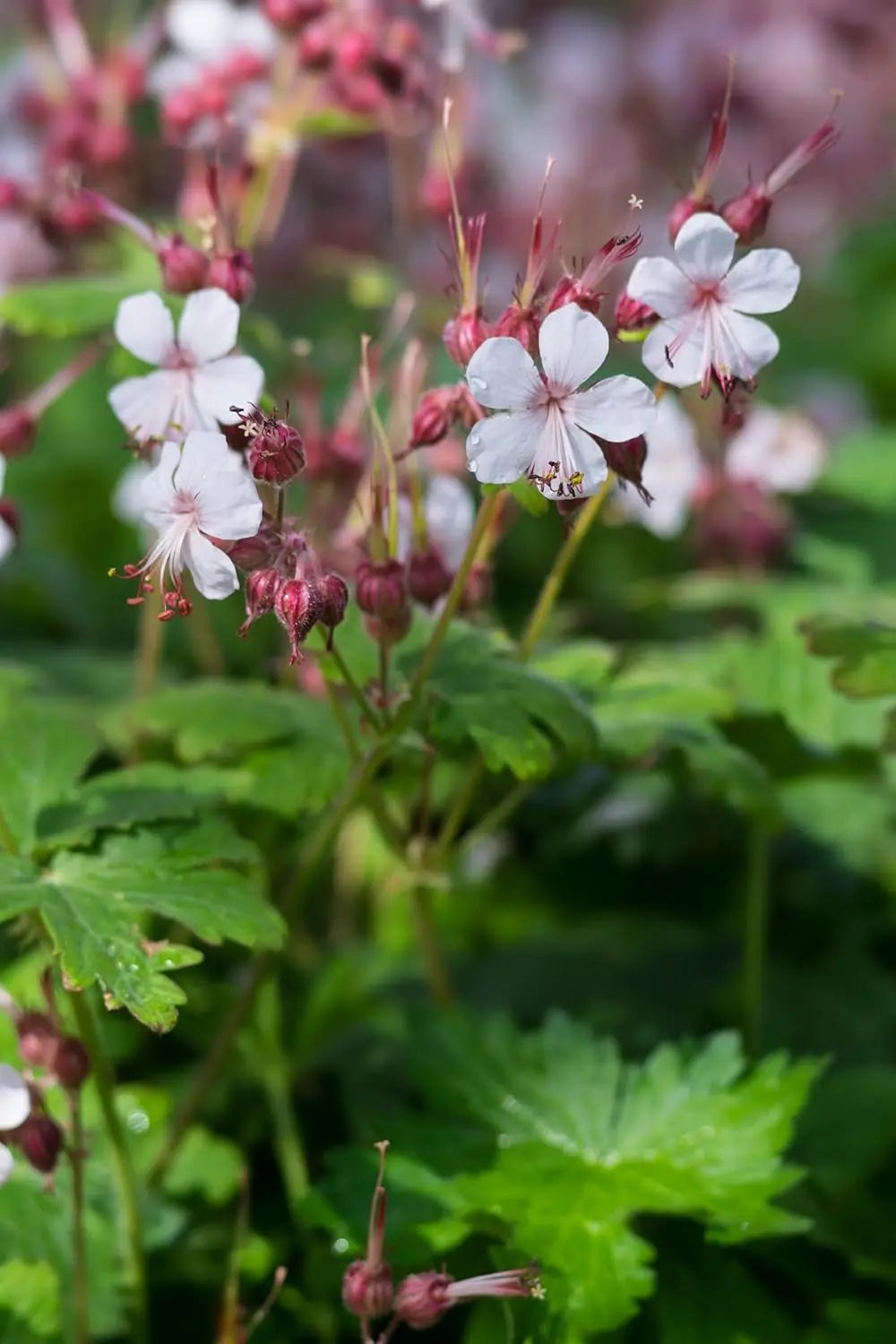 Balkan Storchenschnabel Geranium macrorrhizum 'Spessart' Staude, grüne Blätter und Blüten, von Stauden Gänge