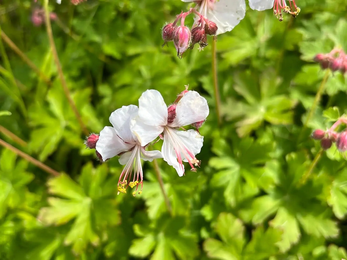 Balkan Storchenschnabel Geranium macrorrhizum 'Spessart' Staude von Stauden Gänge, grüne Blätter und blühende Pflanze