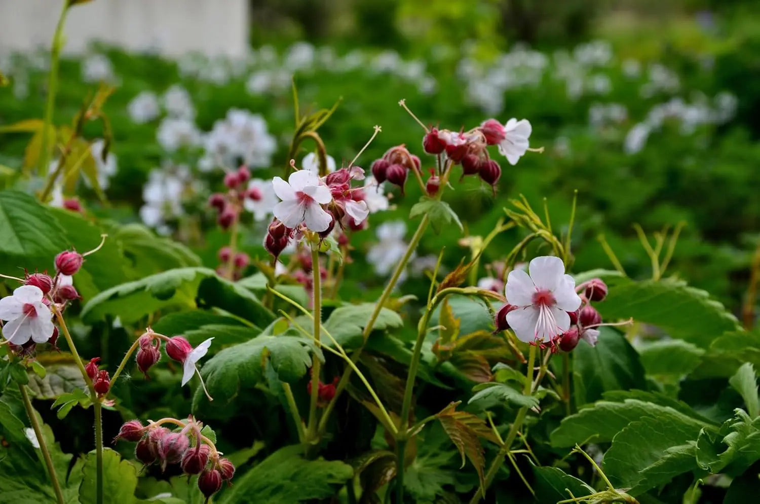 Balkan Storchenschnabel Geranium macrorrhizum 'Spessart' Staude, grüne Blätter und Blüten, von Stauden Gänge.