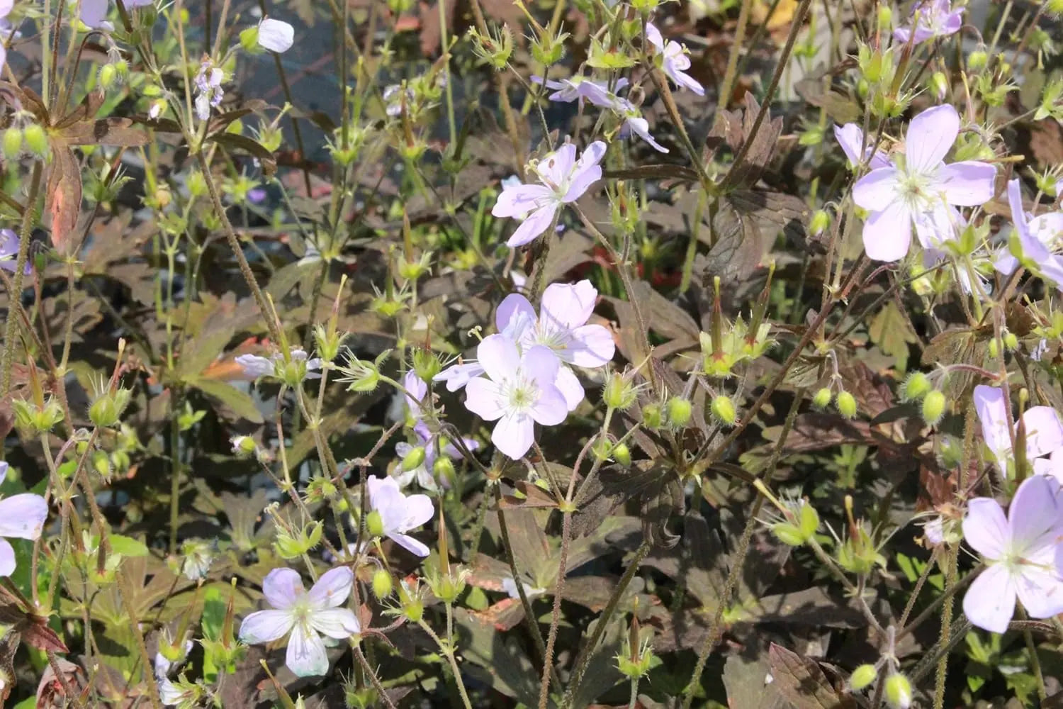 Dunkelblättriger Storchschnabel Geranium maculatum 'Espresso' Staude, grüne Blätter und zarte Blüten, Stauden Gänge.