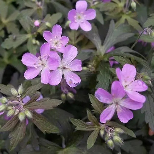Dunkelblättriger Storchschnabel Geranium maculatum 'Espresso', Staude mit dunklen Blättern, im Garten bei Stauden Gänge