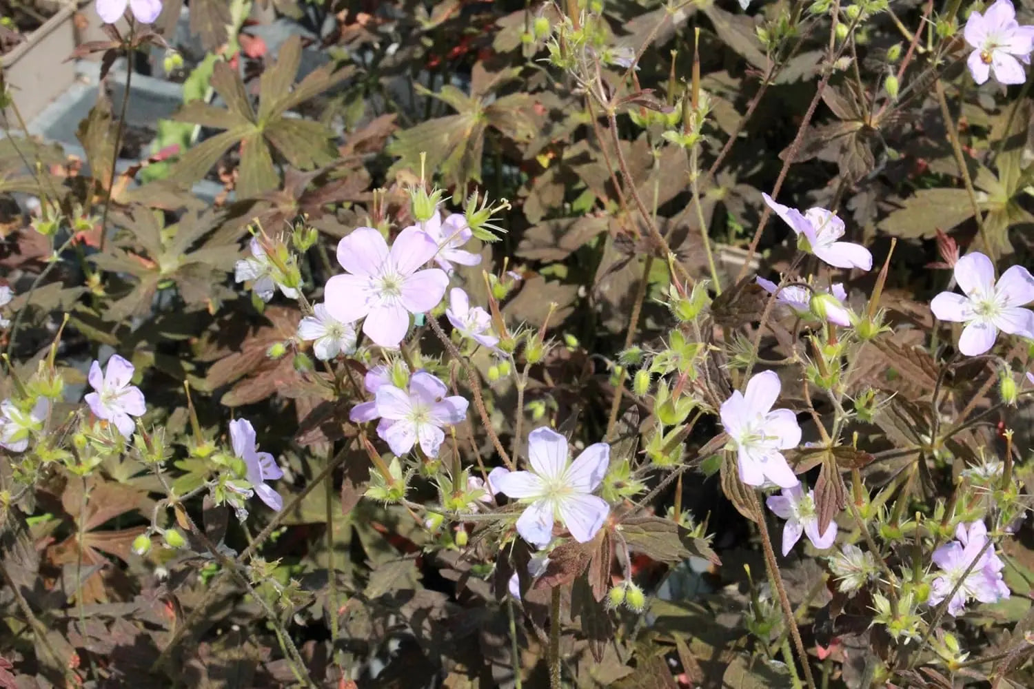 Dunkelblättriger Storchschnabel Geranium maculatum 'Espresso', Staude mit dunkelgrünen Blättern und zarten Blüten, Stauden Gänge