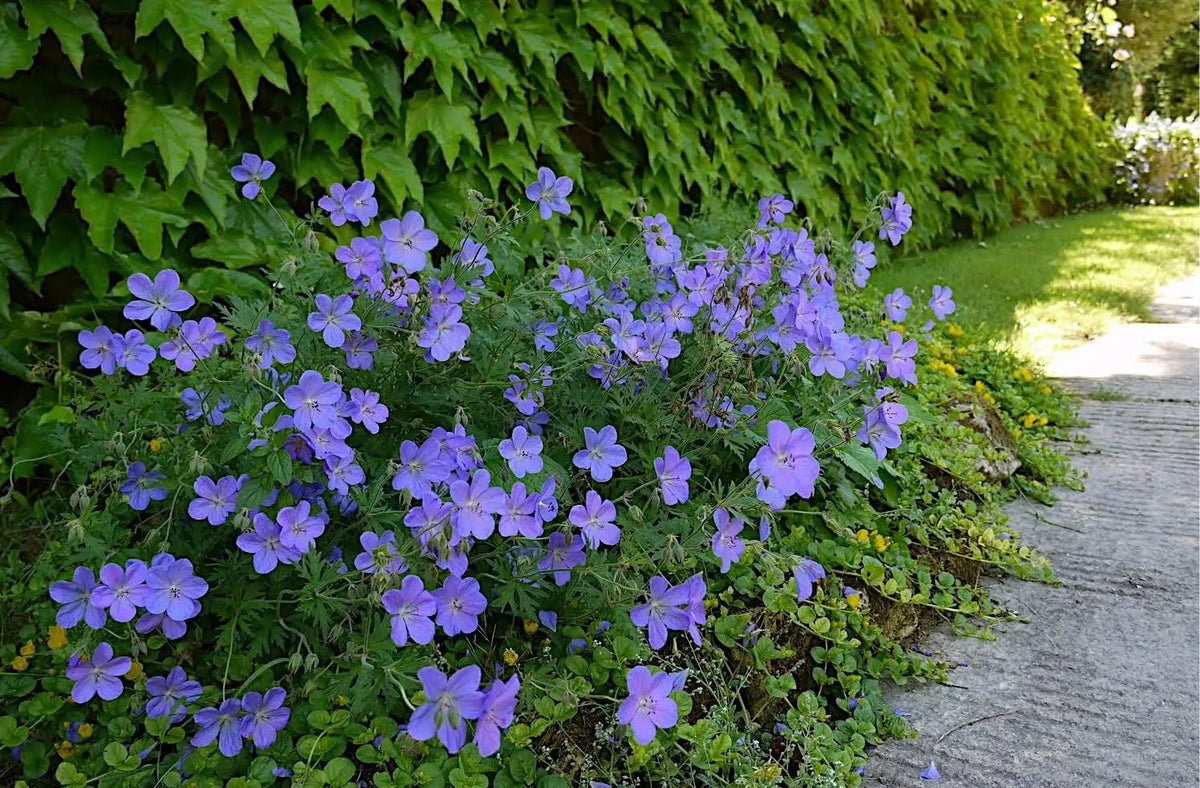 Blaue Blüten der Staude Geranium pratense 'Johnson's Blue' vom Markenhersteller Stauden Gänge, Nahaufnahme der Blüten.