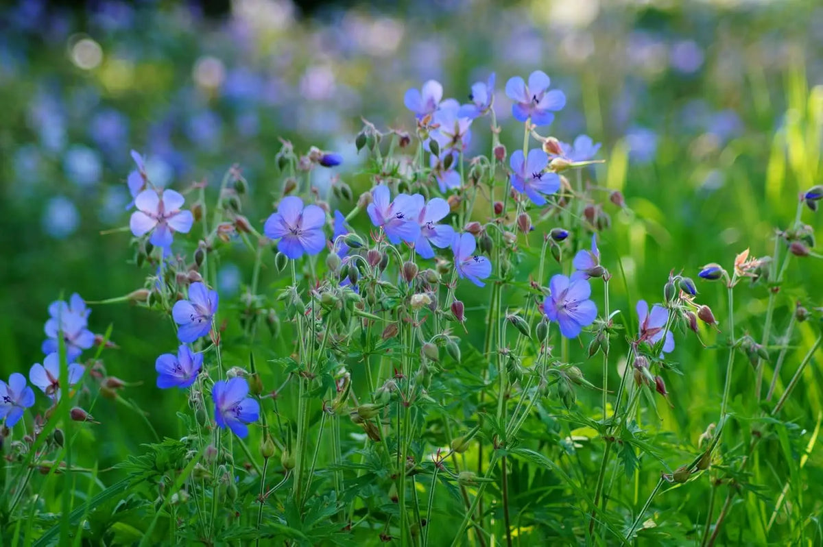 Blauer Storchschnabel Geranium pratense 'Johnson's Blue' als Staude, mit blauen Blüten und grünen Blättern, Stauden Gänge.