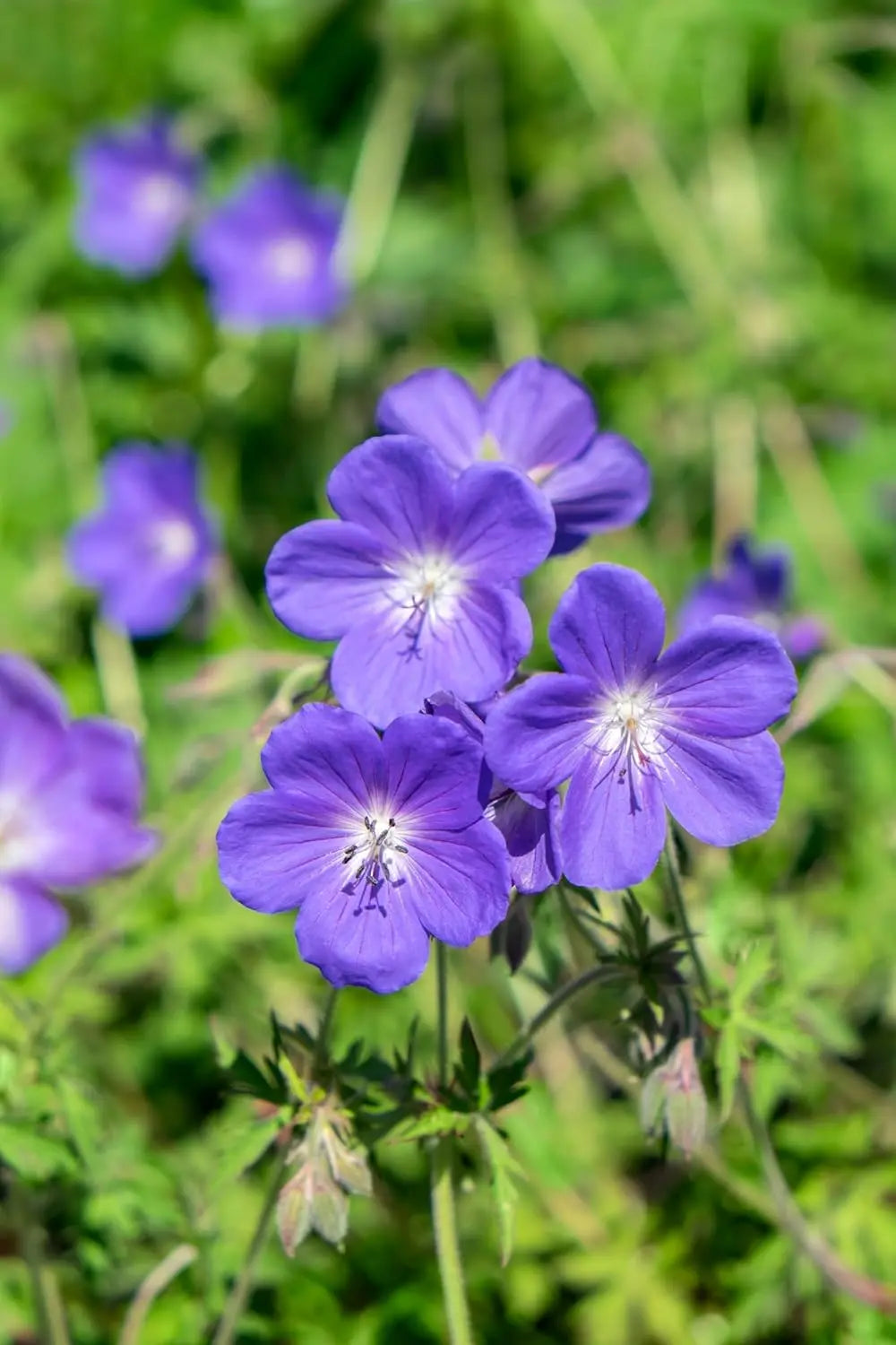 Blauer Storchschnabel Geranium pratense 'Johnson's Blue' als Staude, mit blauen Blüten, von Stauden Gänge fotografiert.